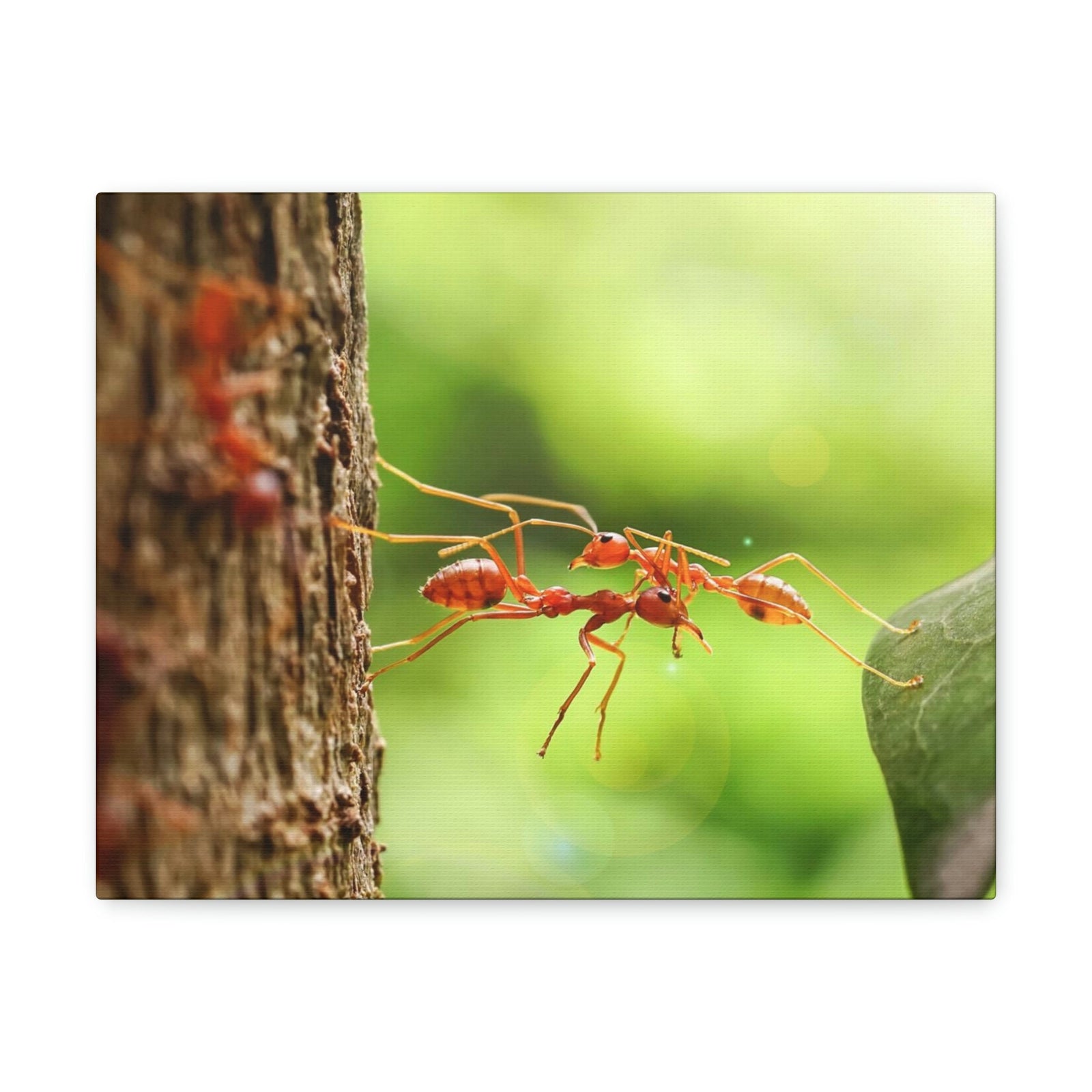 Happy Ant Couple Together Again Ant Outside Wall Art Ready To Hang Unframed-Express Your Love Gifts