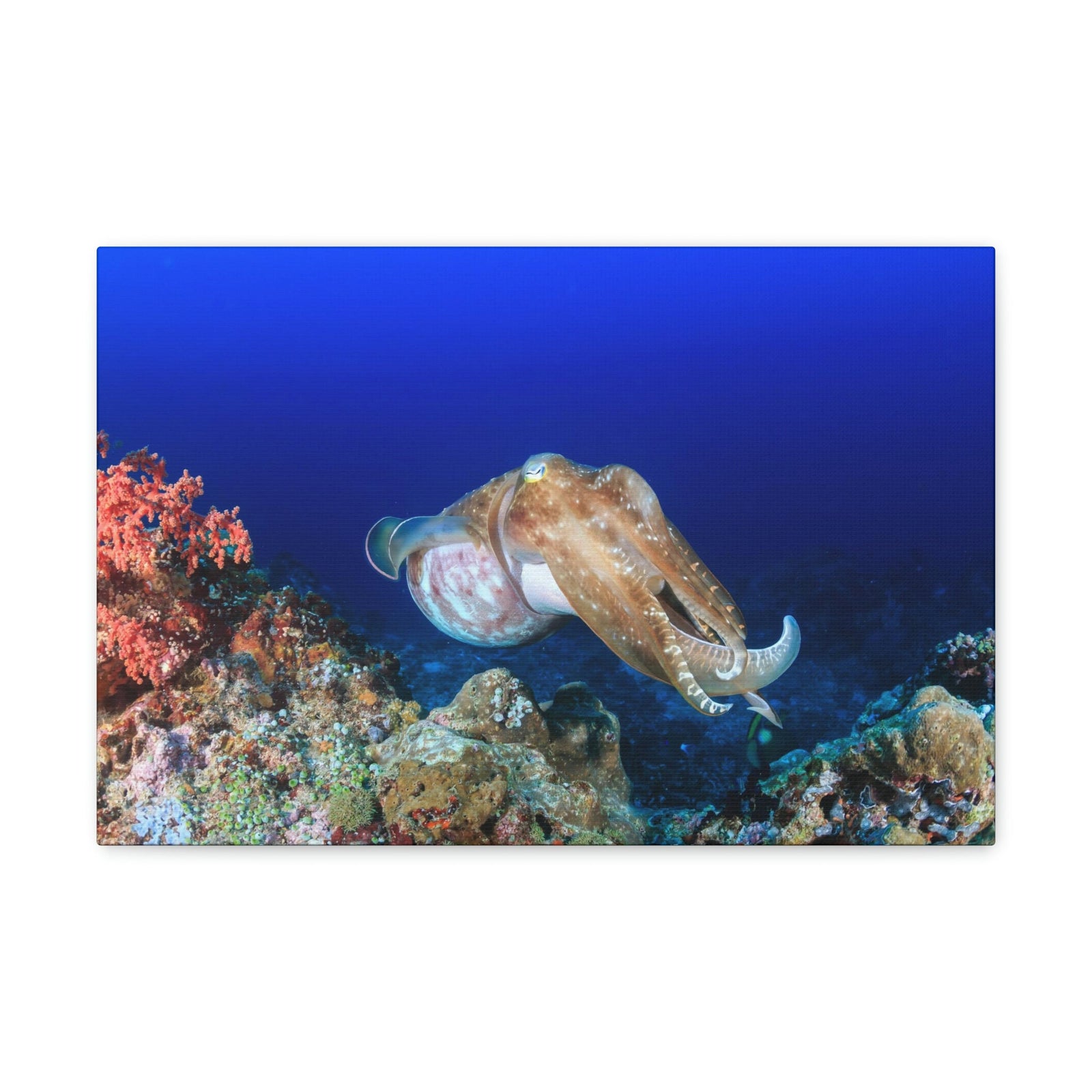 Scripture Walls Hunting Cuttlefish on a Coral Reef Print Animal Wall Art Wildlife Canvas Prints Wall Art Ready to Hang Unframed-Express Your Love Gifts