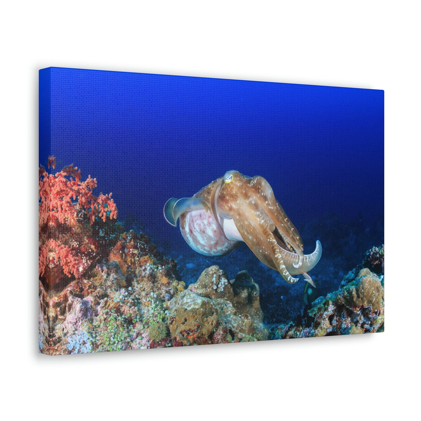 Scripture Walls Hunting Cuttlefish on a Coral Reef Print Animal Wall Art Wildlife Canvas Prints Wall Art Ready to Hang Unframed-Express Your Love Gifts