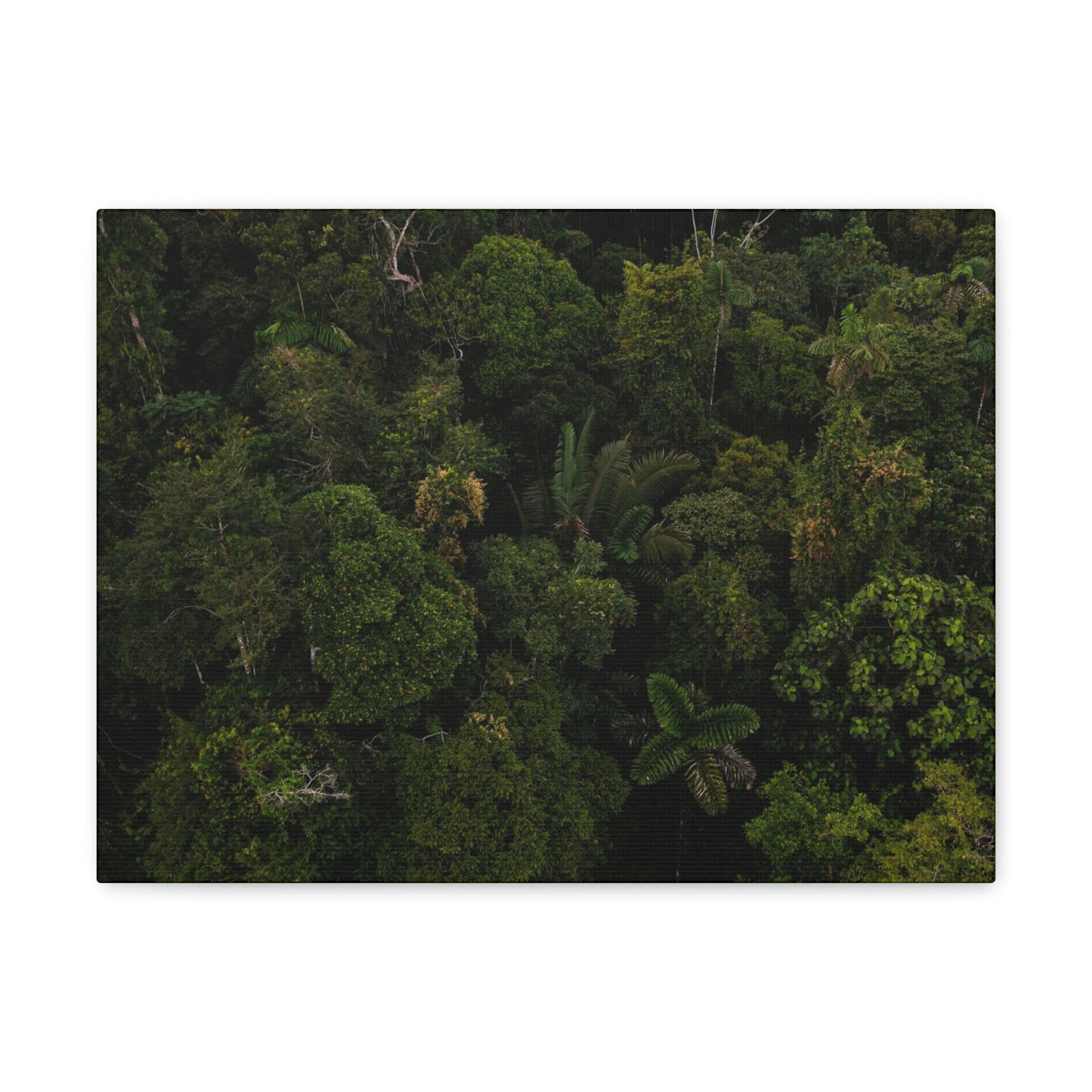 Incredible Aerial View of a Rainforest Scene Beautiful Wondrous and Astounding Beauty Nature Scene Different Big Trees Wall Art Ready to Hang Unframed-Express Your Love Gifts