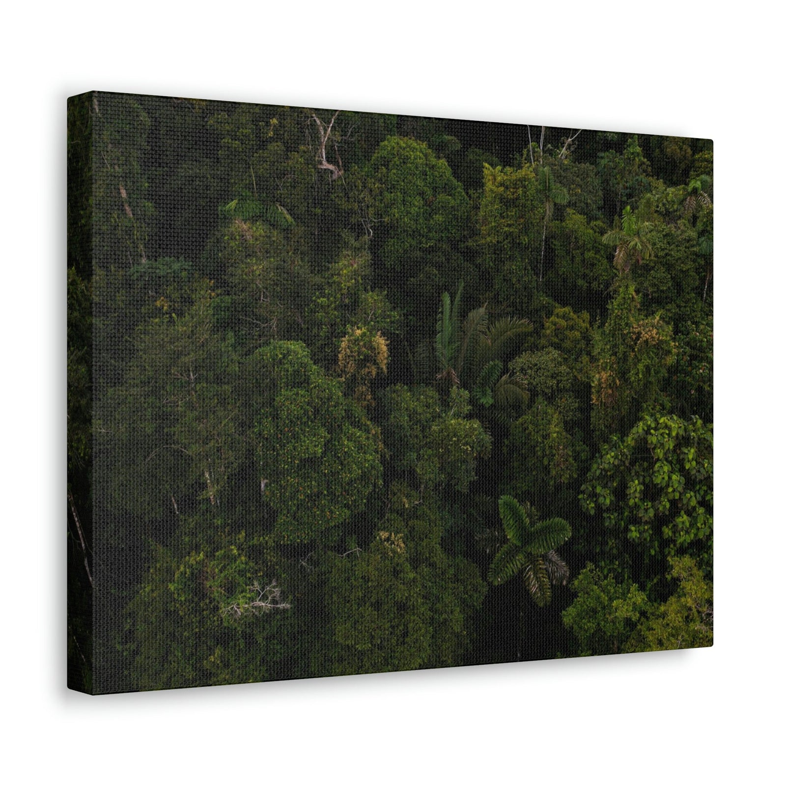 Incredible Aerial View of a Rainforest Scene Beautiful Wondrous and Astounding Beauty Nature Scene Different Big Trees Wall Art Ready to Hang Unframed-Express Your Love Gifts