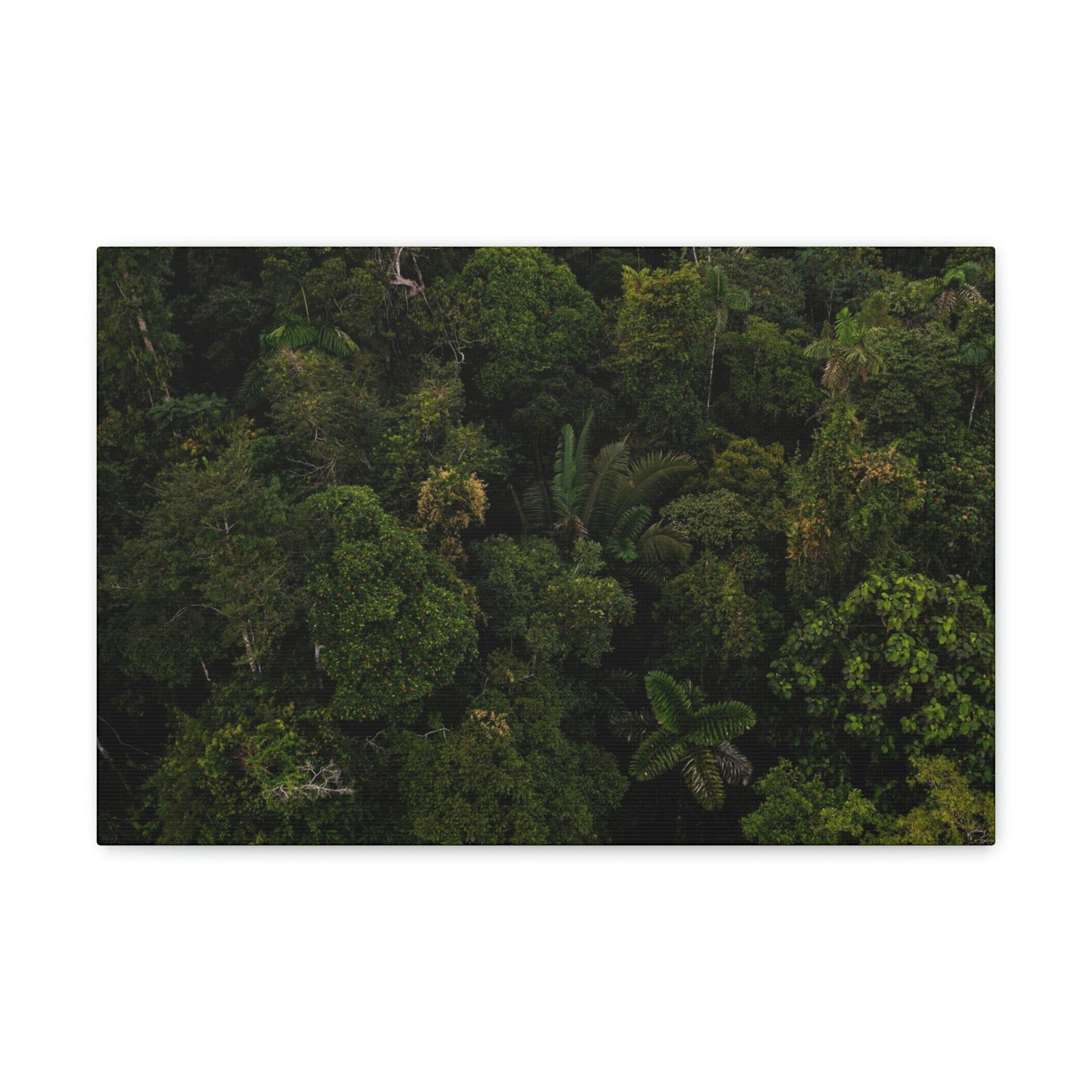 Incredible Aerial View of a Rainforest Scene Beautiful Wondrous and Astounding Beauty Nature Scene Different Big Trees Wall Art Ready to Hang Unframed-Express Your Love Gifts