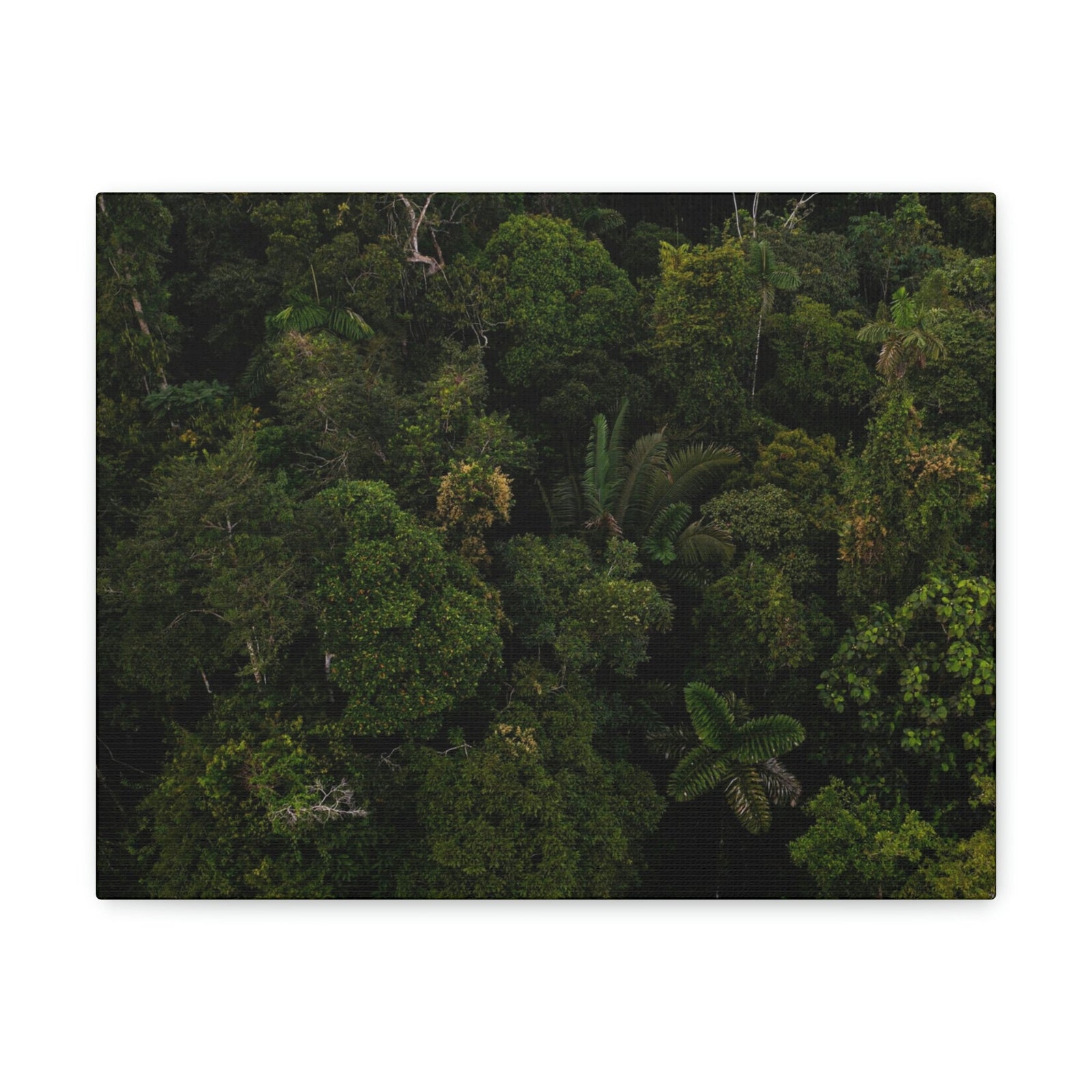 Incredible Aerial View of a Rainforest Scene Beautiful Wondrous and Astounding Beauty Nature Scene Different Big Trees Wall Art Ready to Hang Unframed-Express Your Love Gifts
