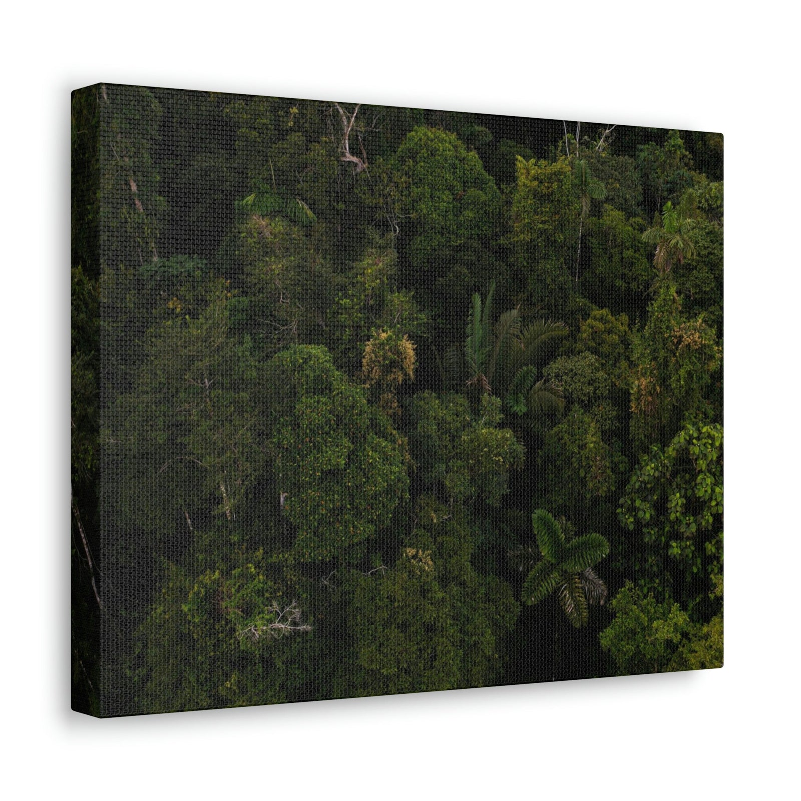 Incredible Aerial View of a Rainforest Scene Beautiful Wondrous and Astounding Beauty Nature Scene Different Big Trees Wall Art Ready to Hang Unframed-Express Your Love Gifts