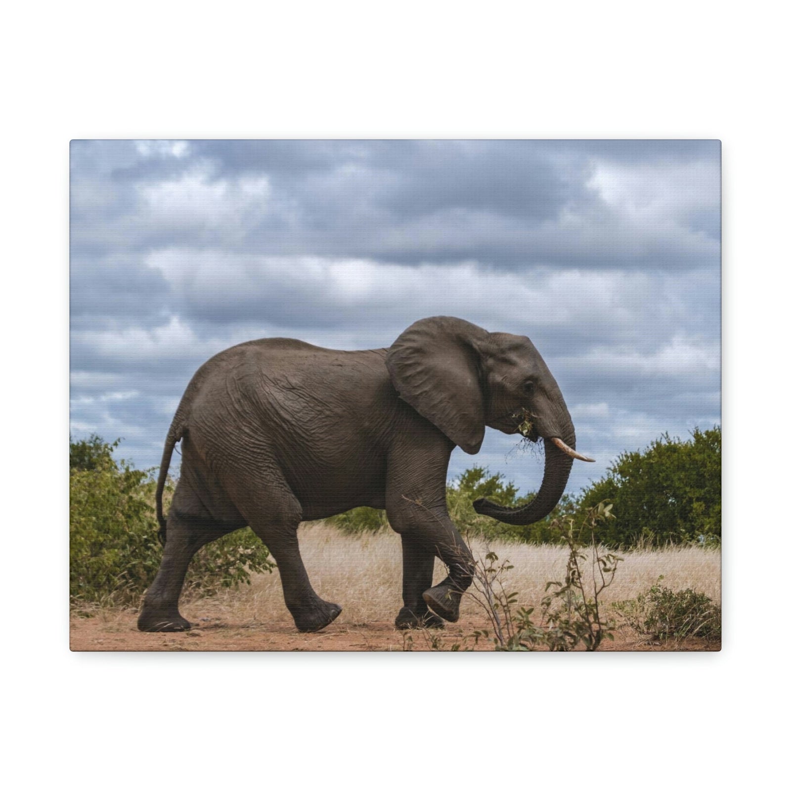 Scripture Walls Majestic African Elephant Art Majestic African Elephant Print Animal Wall Art Wildlife Canvas Prints Wall Art Ready to Hang Unframed-Express Your Love Gifts