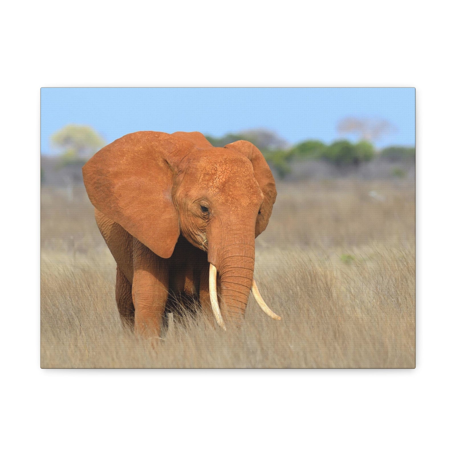 Majestic African Elephant on Grassland Outdoor Wall Art Ready To Hang Unframed-Express Your Love Gifts