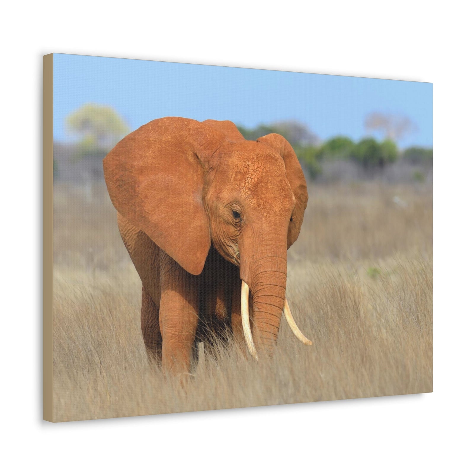 Majestic African Elephant on Grassland Outdoor Wall Art Ready To Hang Unframed-Express Your Love Gifts