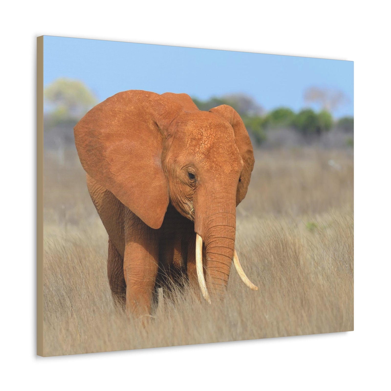 Majestic African Elephant on Grassland Outdoor Wall Art Ready To Hang Unframed-Express Your Love Gifts