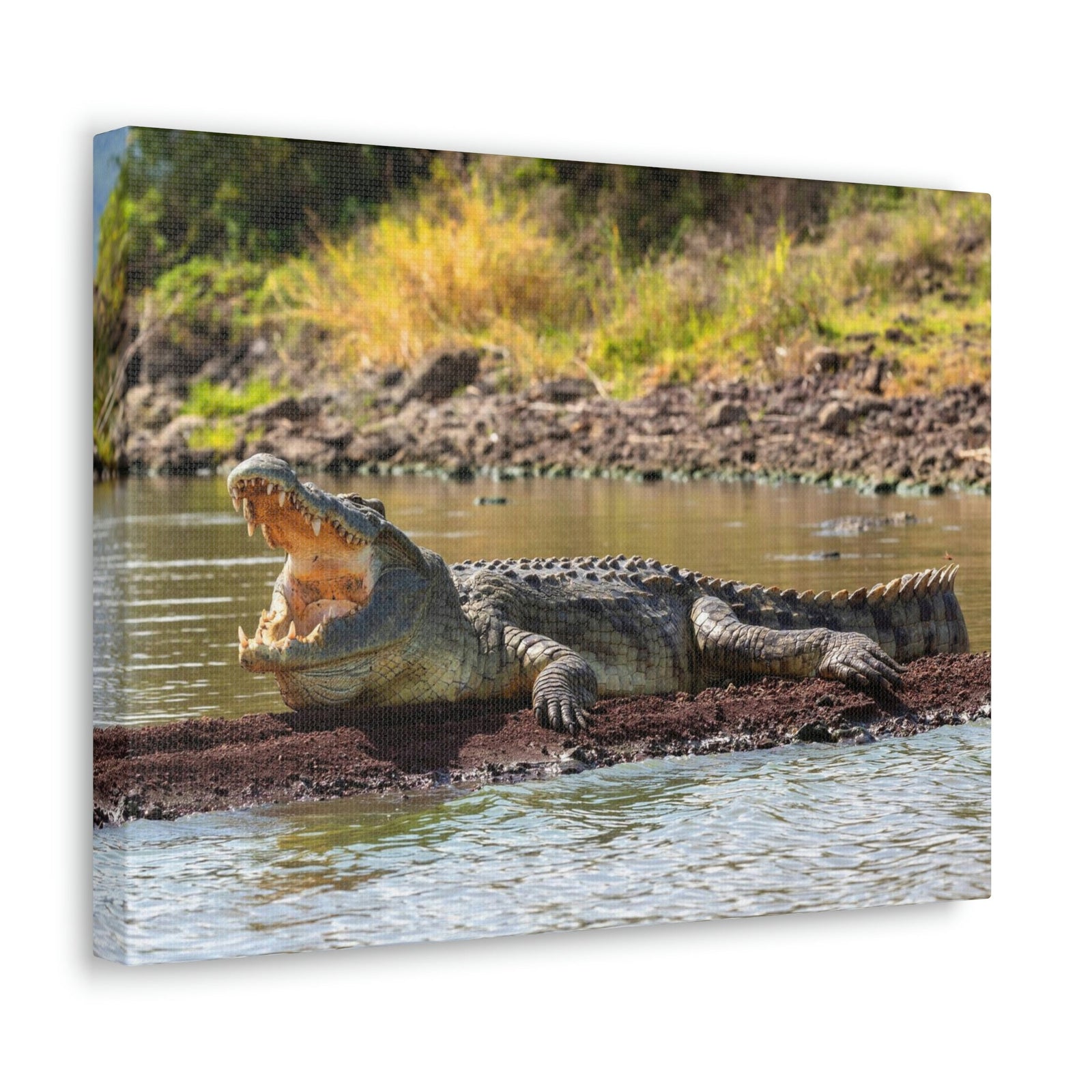 Scripture Walls Majestic Alligator Art Majestic Alligator Print Animal Wall Art Wildlife Canvas Prints Wall Art Ready to Hang Unframed-Express Your Love Gifts