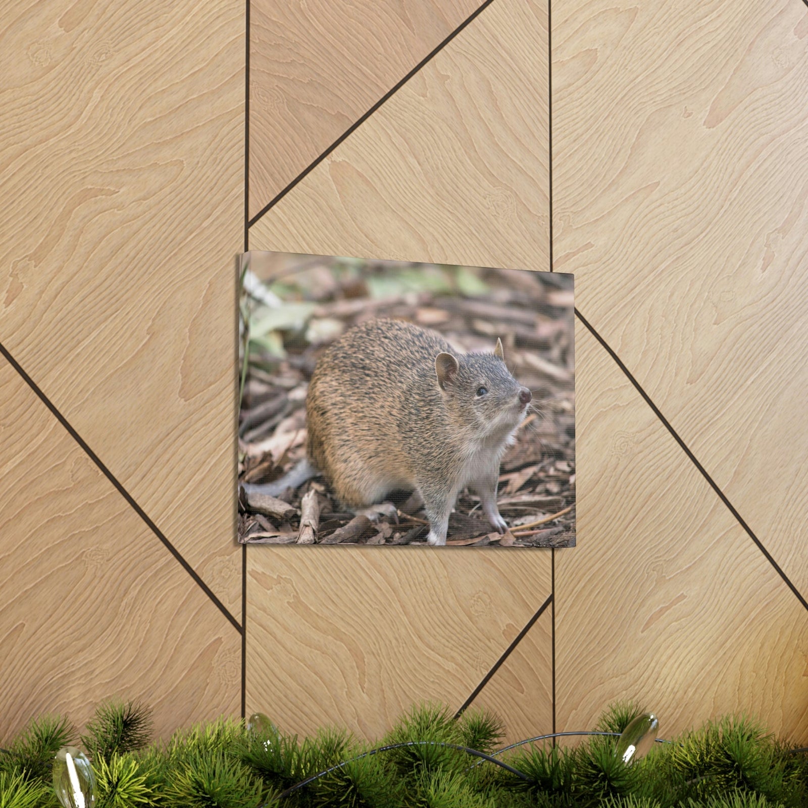 Scripture Walls Majestic Bandicoot Art Majestic Bandicoot Print Animal Wall Art Wildlife Canvas Prints Wall Art Ready to Hang Unframed-Express Your Love Gifts
