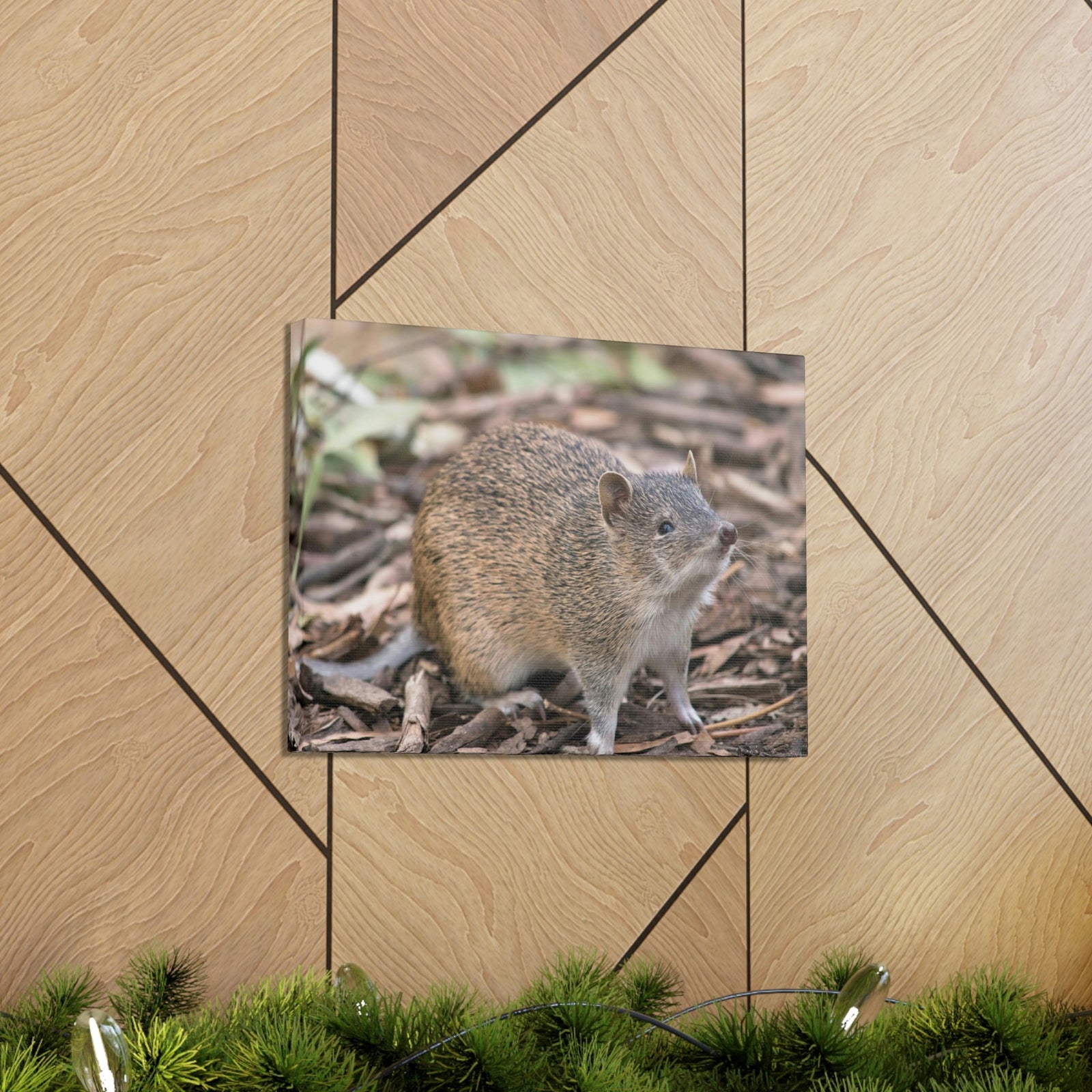 Scripture Walls Majestic Bandicoot Art Majestic Bandicoot Print Animal Wall Art Wildlife Canvas Prints Wall Art Ready to Hang Unframed-Express Your Love Gifts
