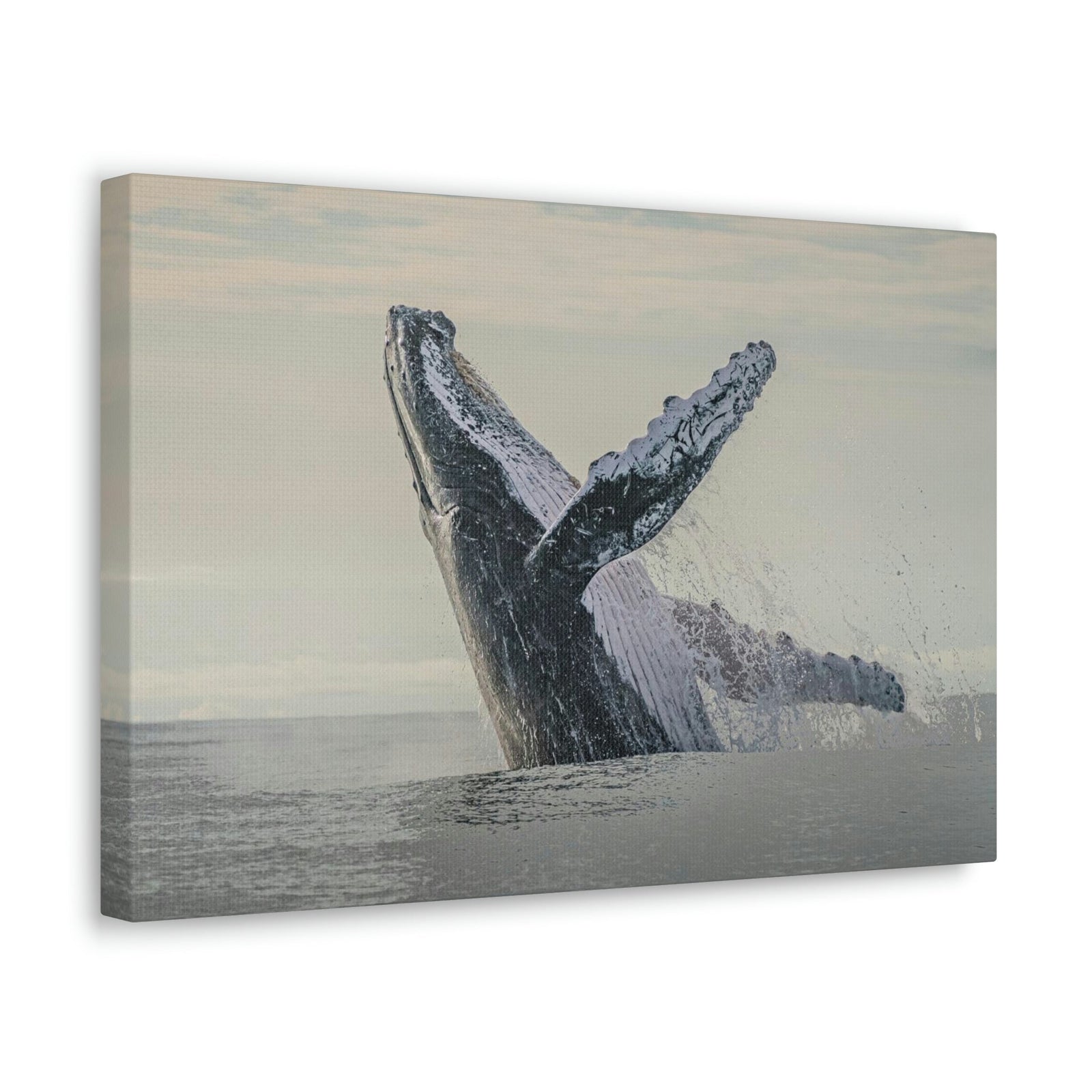 Scripture Walls Majestic Blue Whale goat Art Majestic Blue Whale Print Animal Wall Art Wildlife Canvas Prints Wall Art Ready to Hang Unframed-Express Your Love Gifts