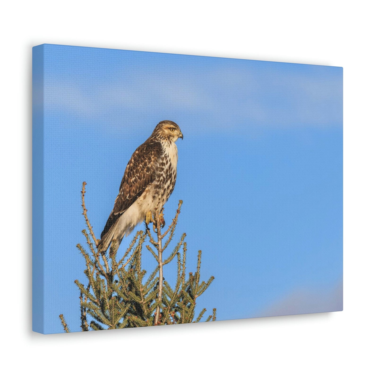 Scripture Walls Majestic Buzzard Art Majestic Buzzard Print Animal Wall Art Wildlife Canvas Prints Wall Art Ready to Hang Unframed-Express Your Love Gifts