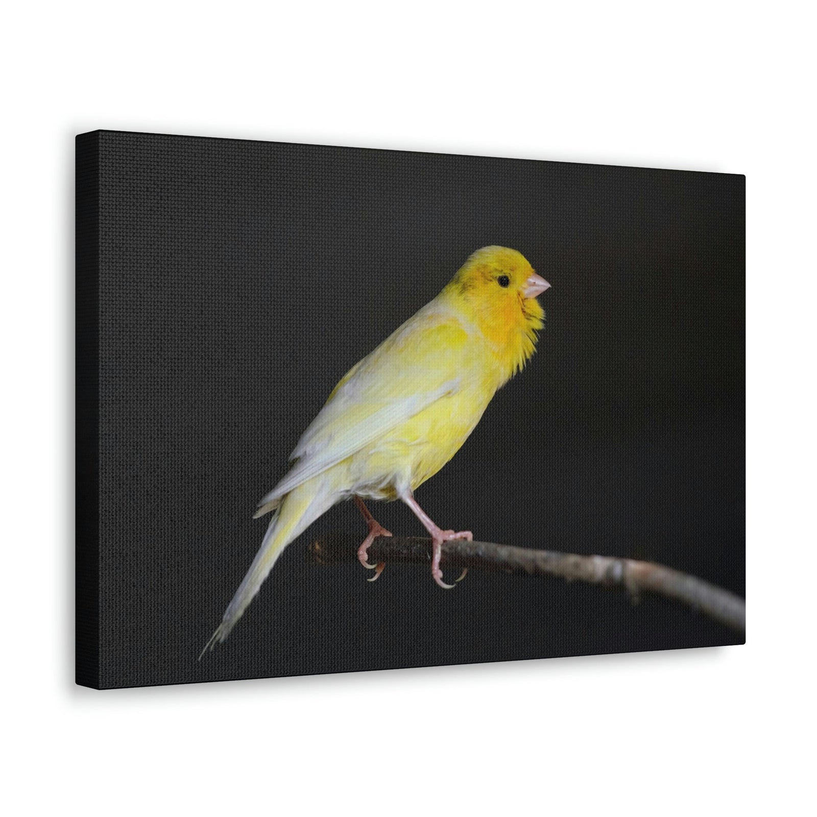 Scripture Walls Majestic Canary Art Majestic Canary Print Animal Wall Art Wildlife Canvas Prints Wall Art Ready to Hang Unframed-Express Your Love Gifts