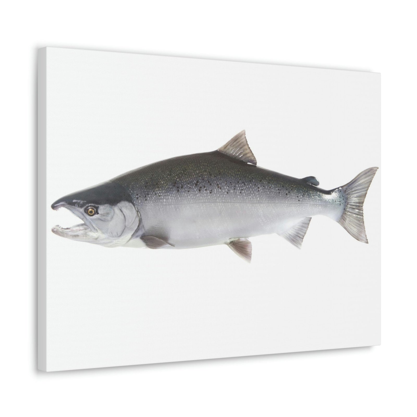 Scripture Walls Majestic Coho Art Majestic Coho Print Animal Wall Art Wildlife Canvas Prints Wall Art Ready to Hang Unframed-Express Your Love Gifts