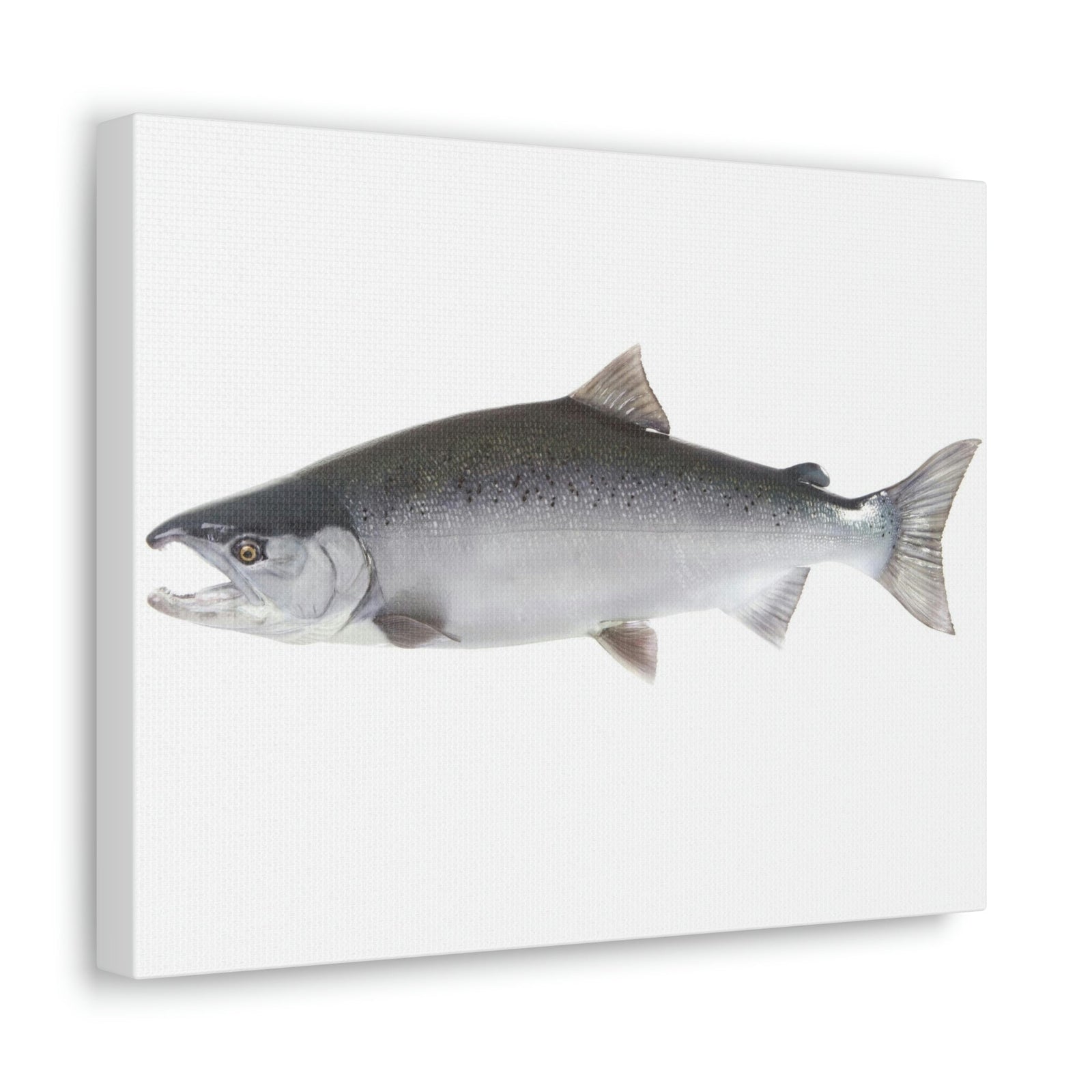 Scripture Walls Majestic Coho Art Majestic Coho Print Animal Wall Art Wildlife Canvas Prints Wall Art Ready to Hang Unframed-Express Your Love Gifts