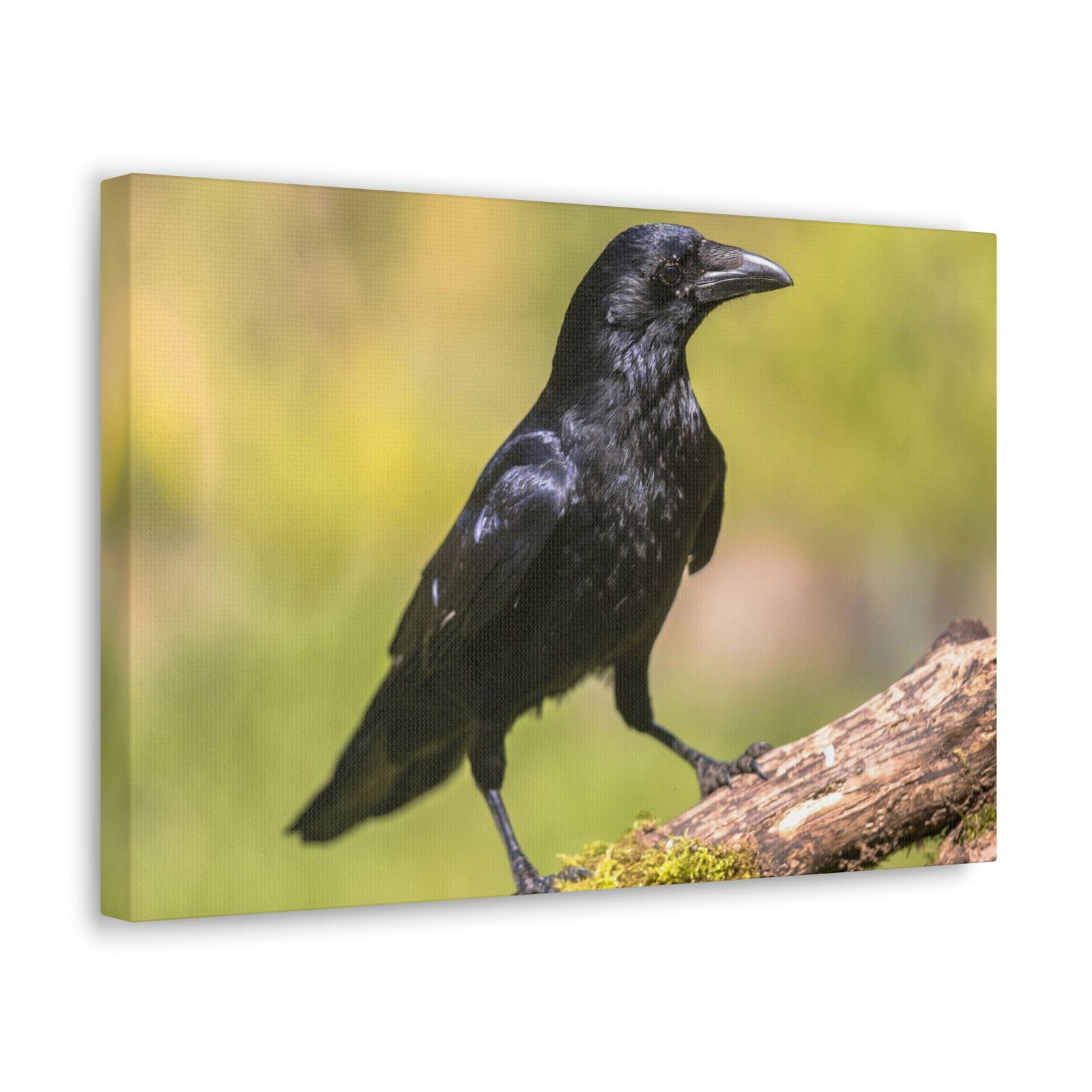 Scripture Walls Majestic Crow Art Majestic Crow Print Animal Wall Art Wildlife Canvas Prints Wall Art Ready to Hang Unframed-Express Your Love Gifts