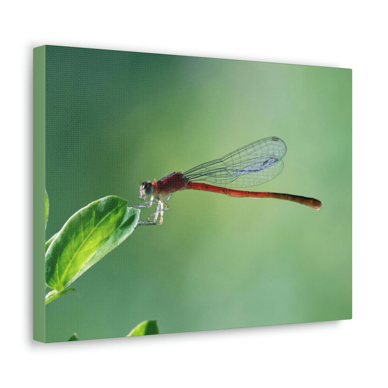 Scripture Walls Majestic Damselfly Perched on a Green Leaf Art Print Animal Wall Art Wildlife Canvas Prints Wall Art Ready to Hang Unframed-Express Your Love Gifts