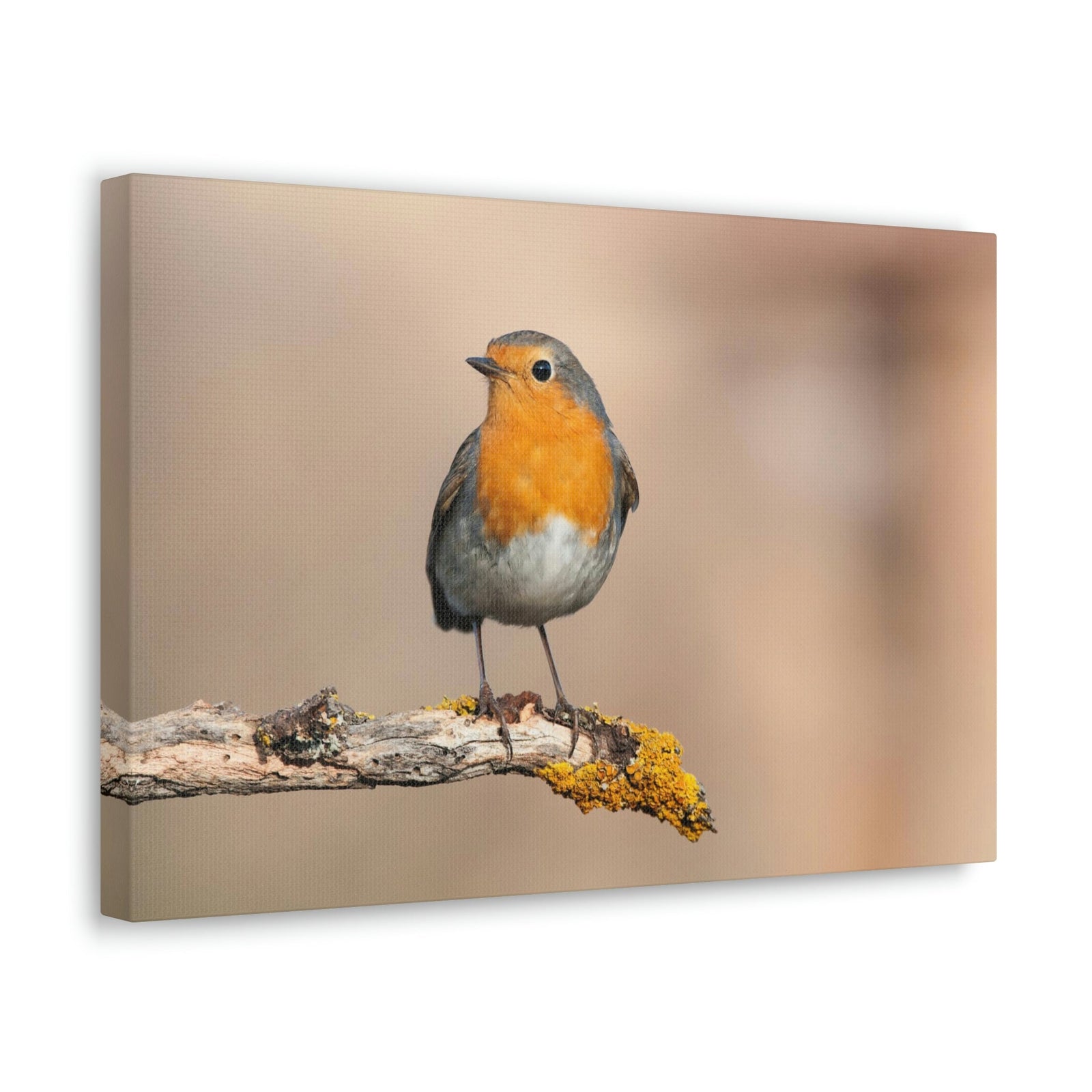 Scripture Walls Majestic Robin Art Majestic Robin Satanding on a Branch Print Animal Wall Art Wildlife Canvas Prints Wall Art Ready to Hang Unframed-Express Your Love Gifts