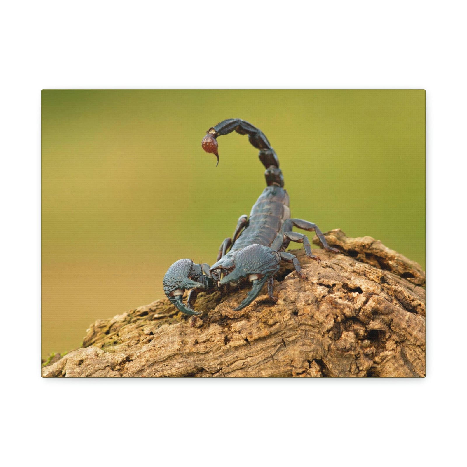 Scripture Walls Majestic Scorpion Art Majestic Scorpion Print Animal Wall Art Wildlife Canvas Prints Wall Art Ready to Hang Unframed-Express Your Love Gifts