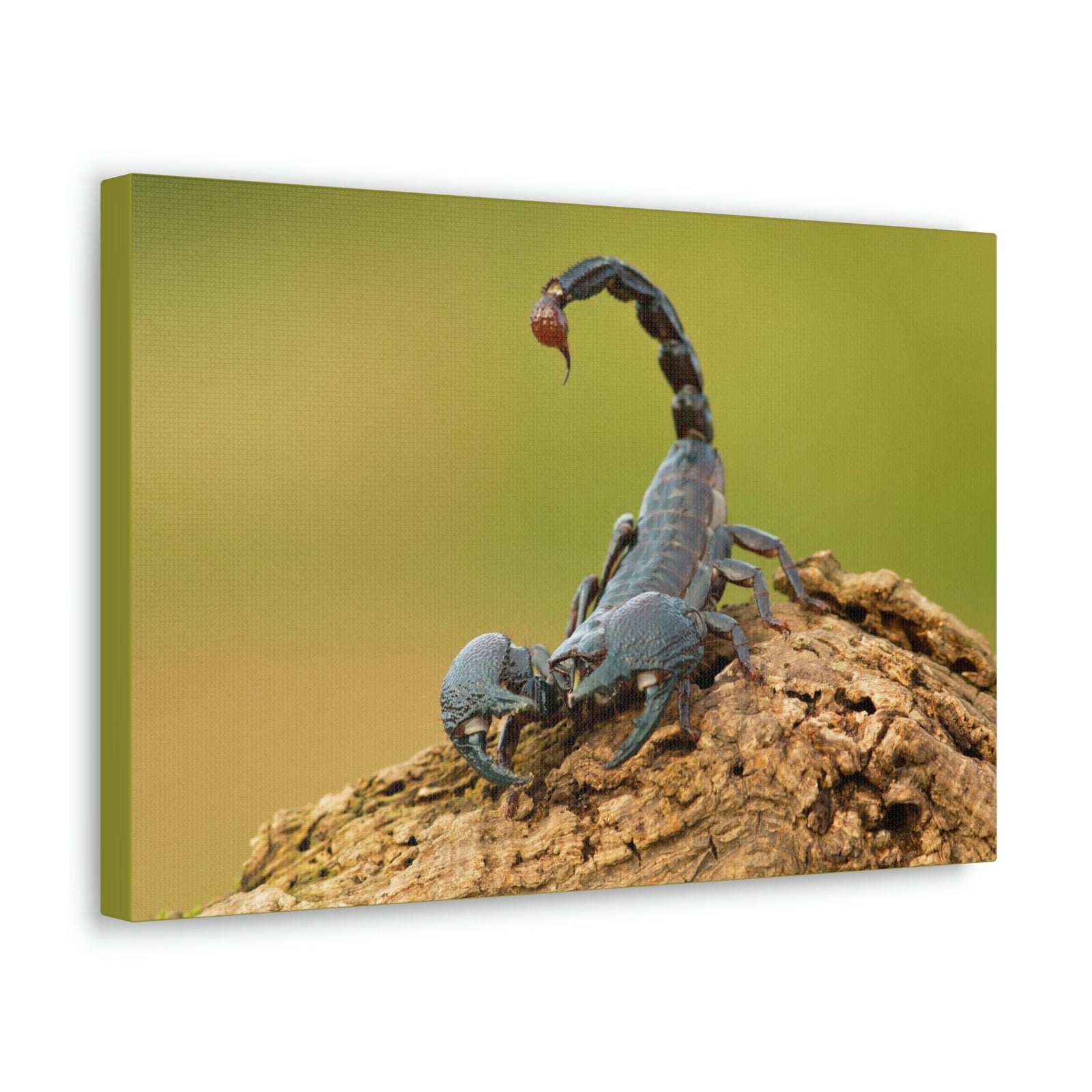 Scripture Walls Majestic Scorpion Art Majestic Scorpion Print Animal Wall Art Wildlife Canvas Prints Wall Art Ready to Hang Unframed-Express Your Love Gifts