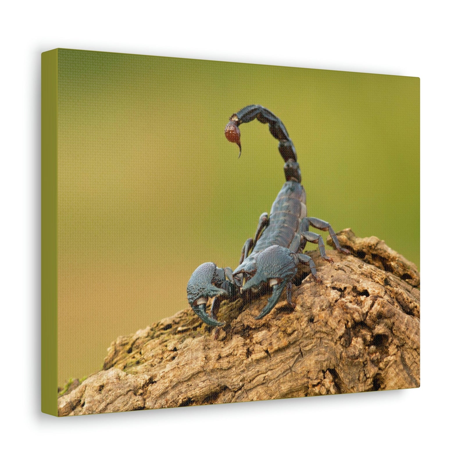 Scripture Walls Majestic Scorpion Art Majestic Scorpion Print Animal Wall Art Wildlife Canvas Prints Wall Art Ready to Hang Unframed-Express Your Love Gifts