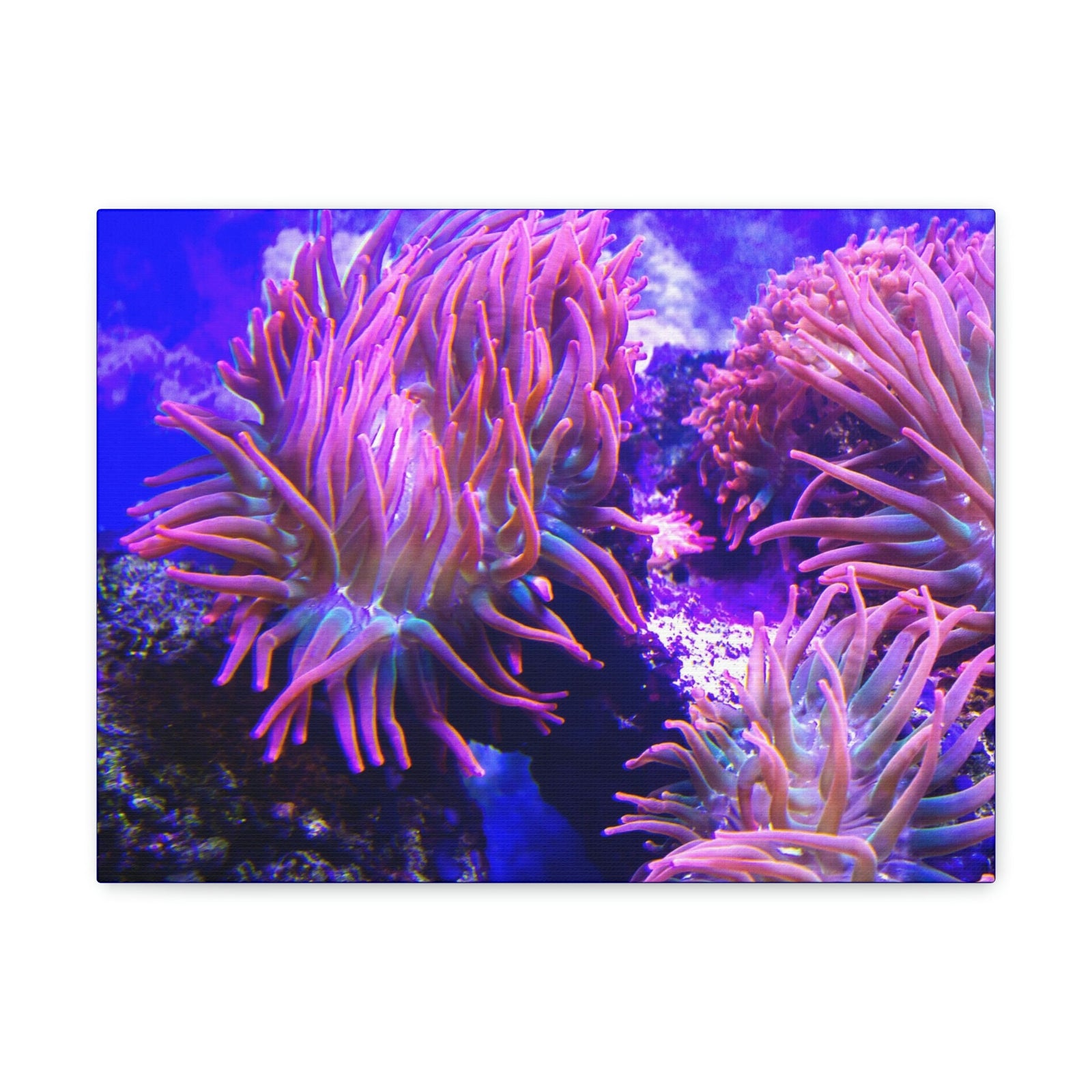 Scripture Walls Majestic Sea Anemone Art Majestic Sea Anemone Print Animal Wall Art Wildlife Canvas Prints Wall Art Ready to Hang Unframed-Express Your Love Gifts