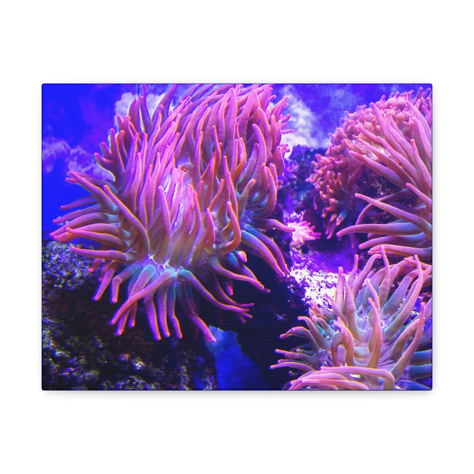 Scripture Walls Majestic Sea Anemone Art Majestic Sea Anemone Print Animal Wall Art Wildlife Canvas Prints Wall Art Ready to Hang Unframed-Express Your Love Gifts