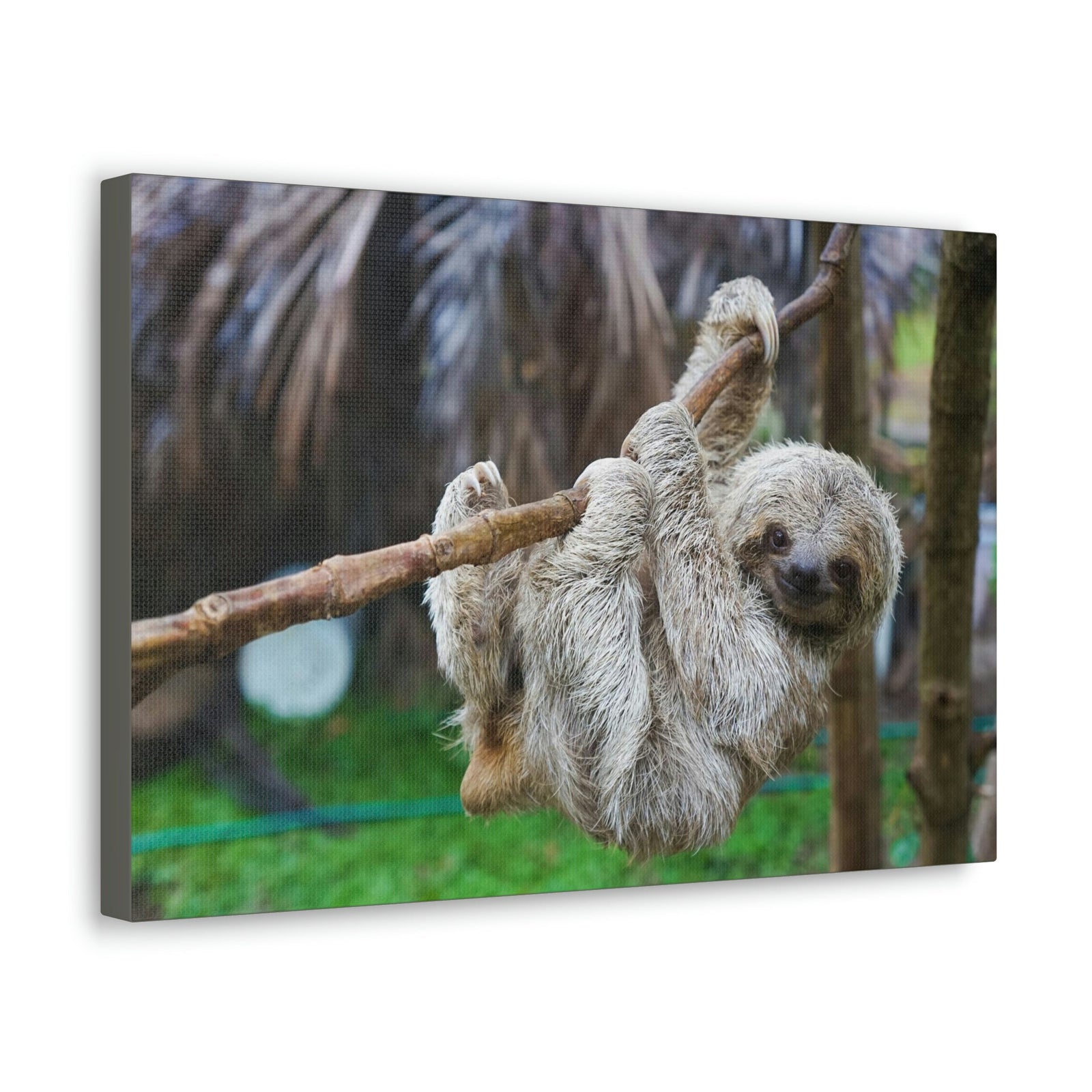 Scripture Walls Majestic Sloth Art Majestic Sloth Print Animal Wall Art Wildlife Canvas Prints Wall Art Ready to Hang Unframed-Express Your Love Gifts