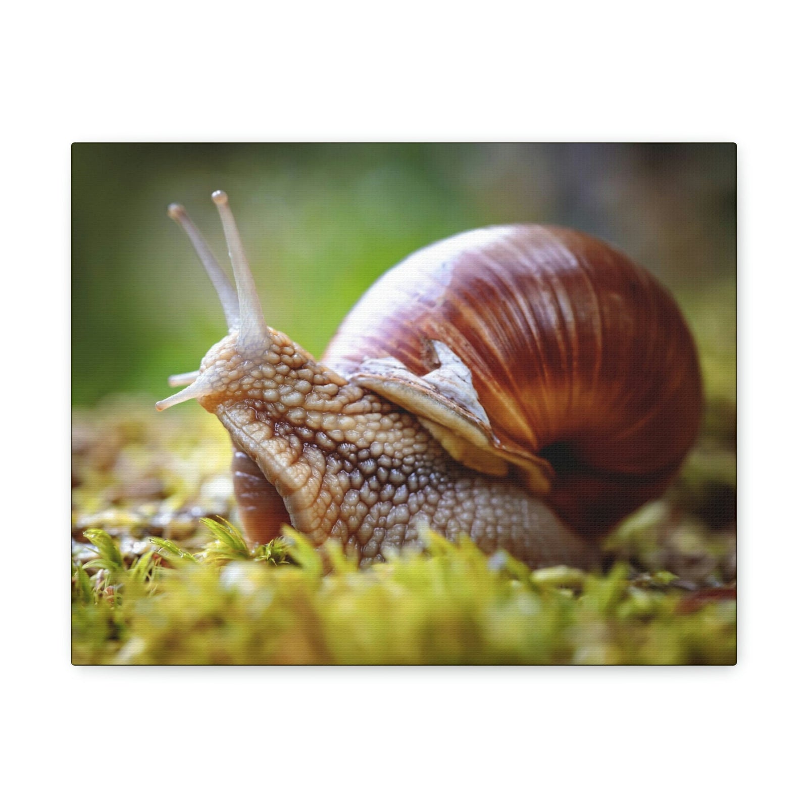 Scripture Walls Majestic Snails Art Majestic Snails Print Animal Wall Art Wildlife Canvas Prints Wall Art Ready to Hang Unframed-Express Your Love Gifts