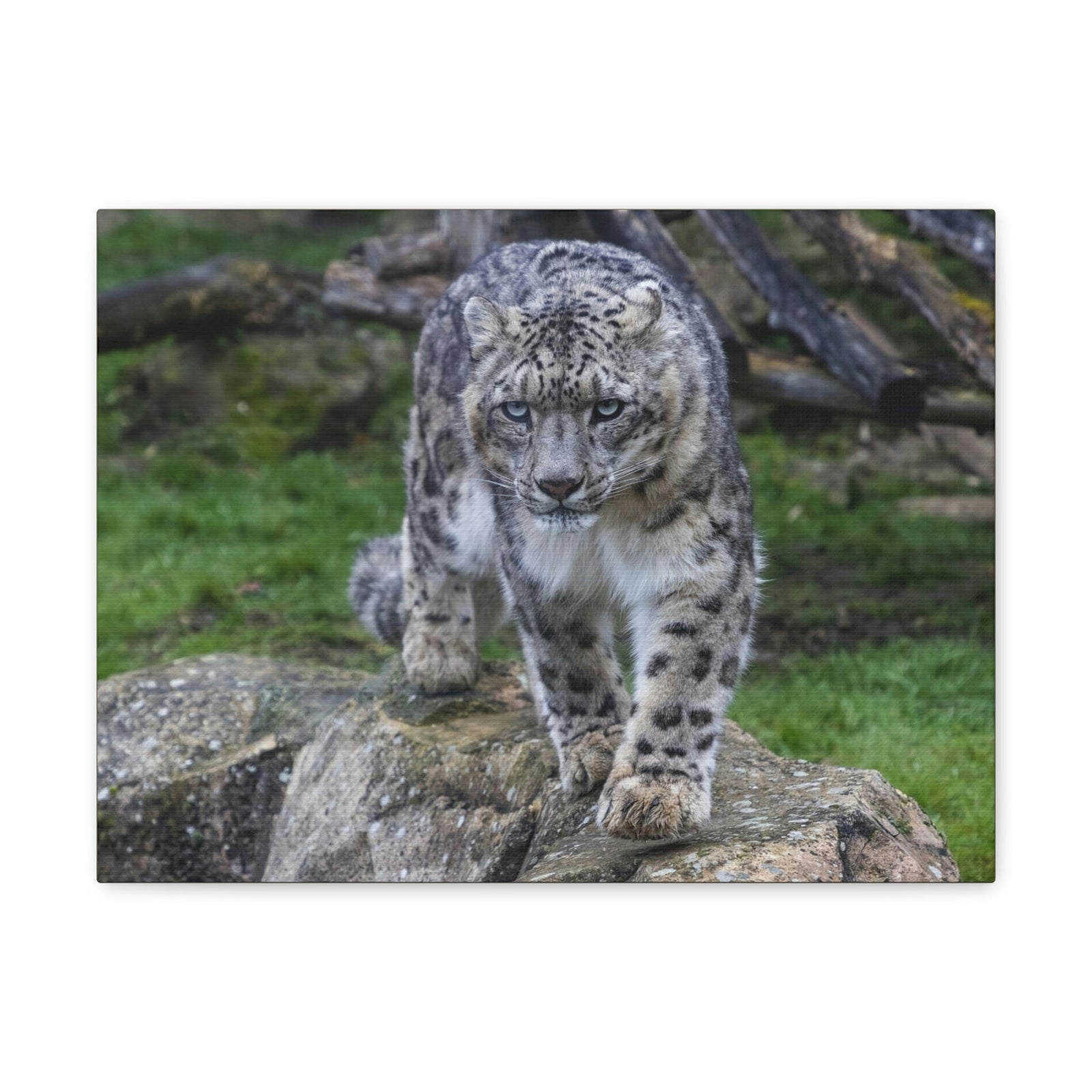 Scripture Walls Majestic Snow Leopard Art Majestic Snow Leopard Print Animal Wall Art Wildlife Canvas Prints Wall Art Ready to Hang Unframed-Express Your Love Gifts