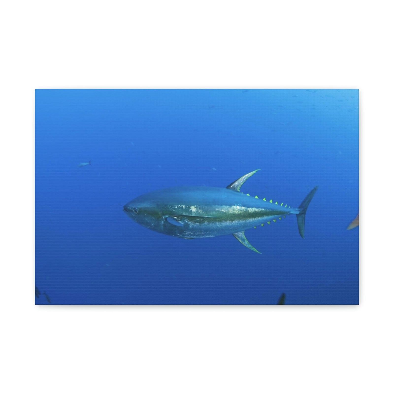 Scripture Walls Majestic Yellow Finned Tuna Art Majestic Yellow Finned Tuna Print Animal Wall Art Wildlife Canvas Prints Wall Art Ready to Hang Unframed-Express Your Love Gifts