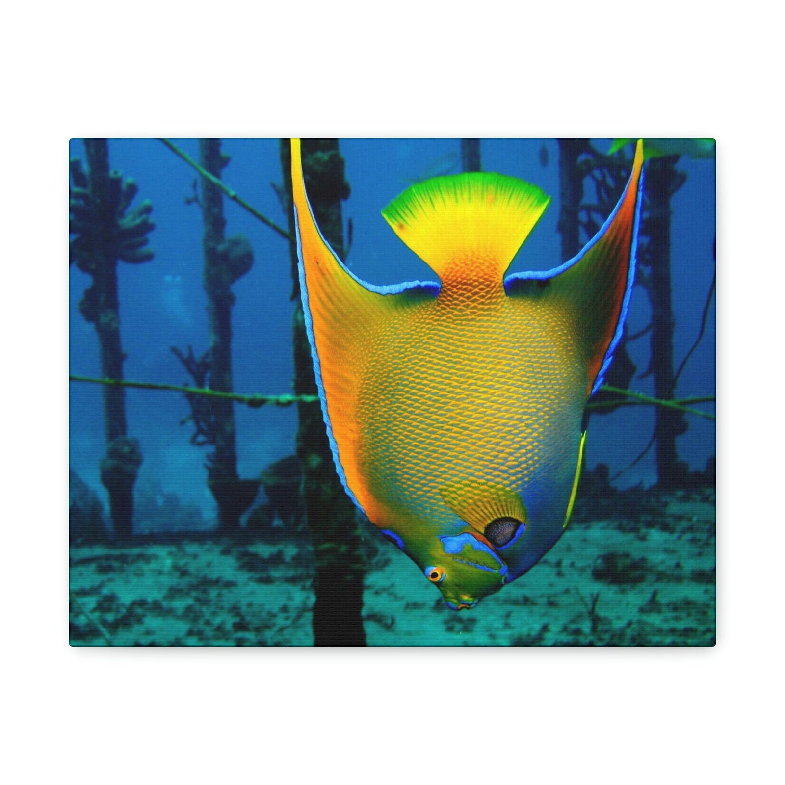 Queen Angel Fish Horizontal Angel Fish Wall Art Ready To Hang Unframed-Express Your Love Gifts