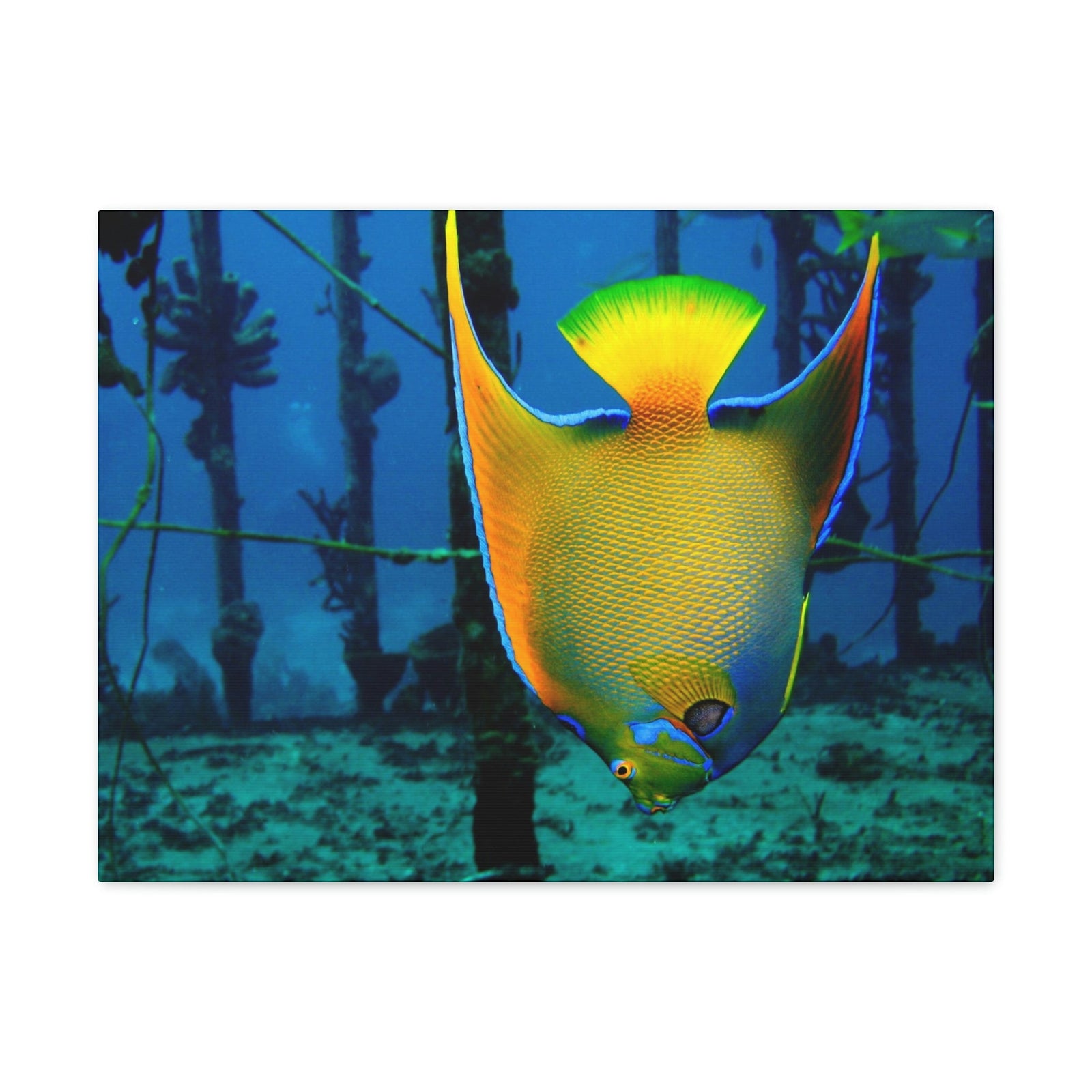 Queen Angel Fish Horizontal Angel Fish Wall Art Ready To Hang Unframed-Express Your Love Gifts