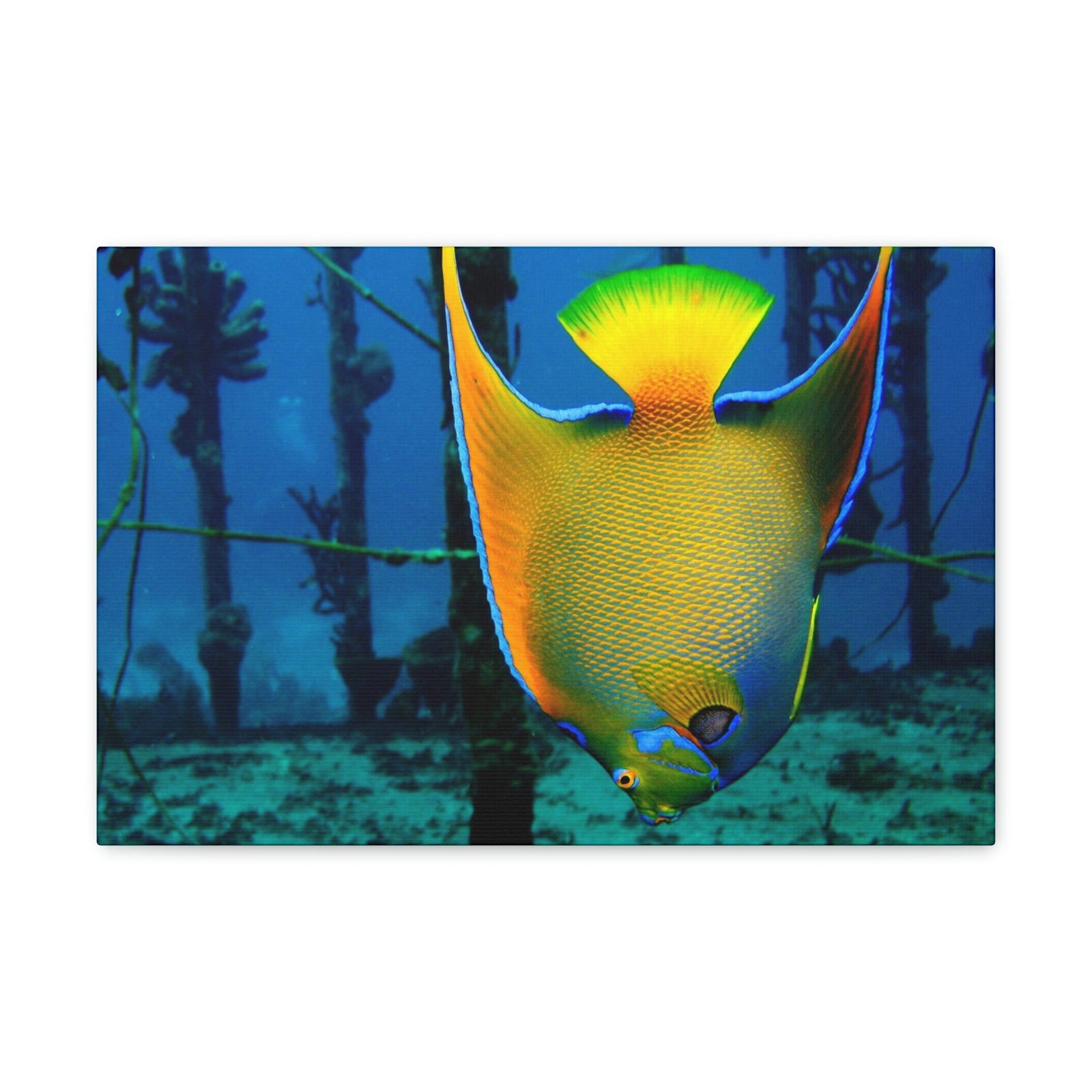 Queen Angel Fish Horizontal Angel Fish Wall Art Ready To Hang Unframed-Express Your Love Gifts