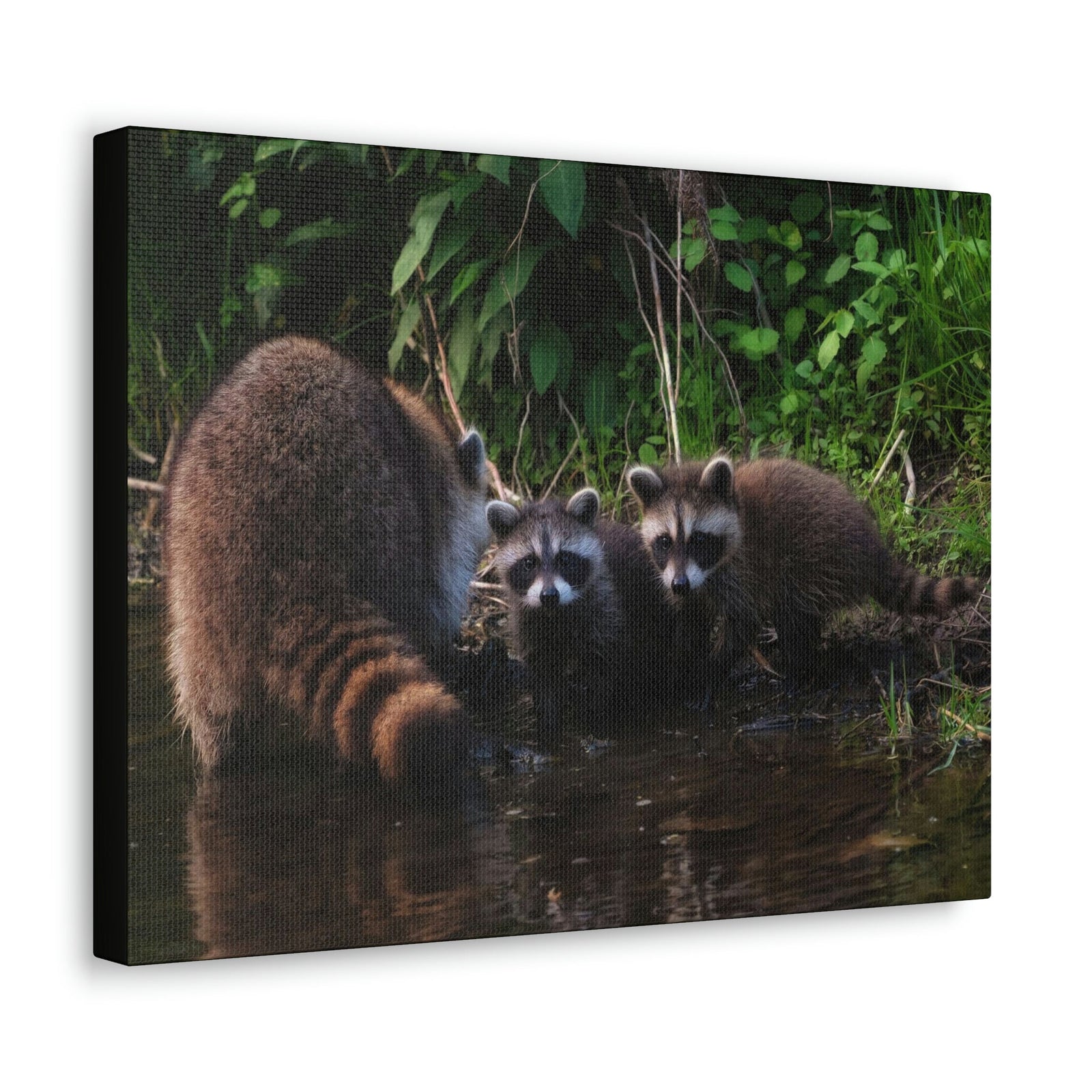 Scripture Walls Raccoon Group Raccoon Troop Print Animal Wall Art Wildlife Canvas Prints Wall Art Ready to Hang Unframed-Express Your Love Gifts