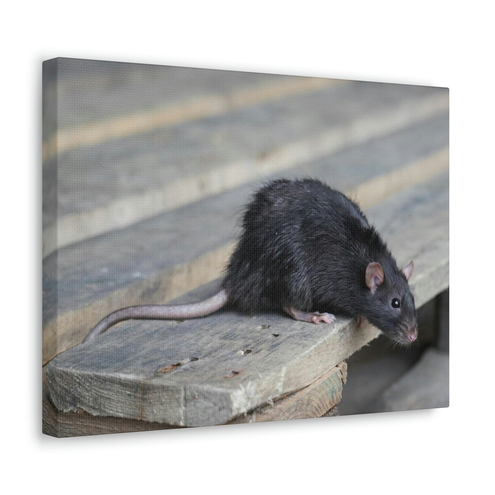 Scripture Walls Rat Hunting Rat on Hunt Print Animal Wall Art Wildlife Canvas Prints Wall Art Ready to Hang Unframed-Express Your Love Gifts