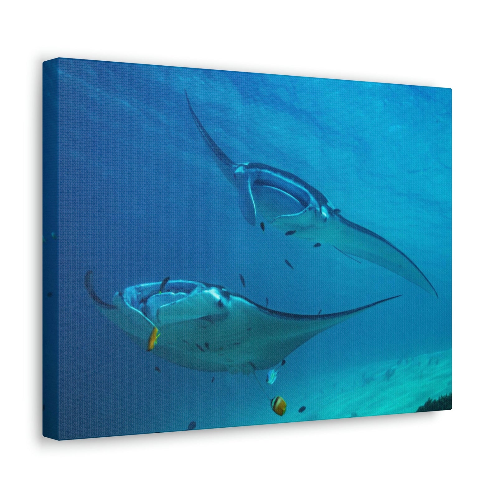 Scripture Walls Ray Couple Ray Couple Print Animal Wall Art Wildlife Canvas Prints Wall Art Ready to Hang Unframed-Express Your Love Gifts