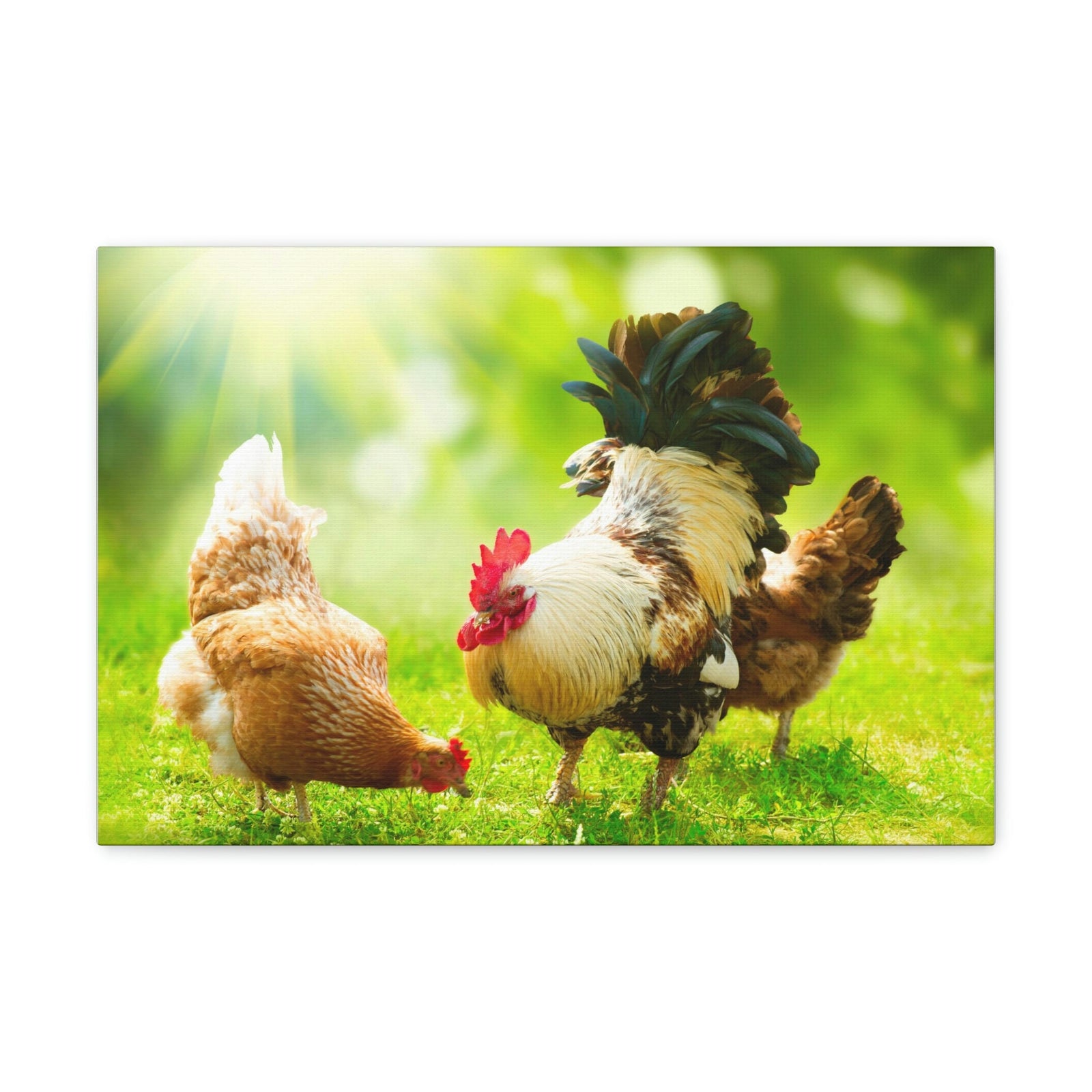 Scripture Walls Rooster and Chicken Hunting for Food Print Animal Wall Art Wildlife Canvas Prints Wall Art Ready to Hang Unframed-Express Your Love Gifts