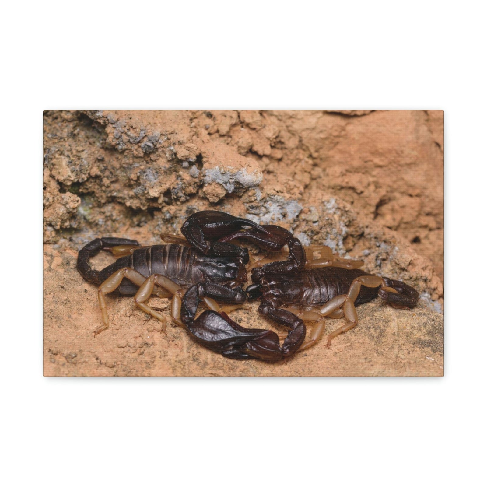 Scripture Walls Scorpion Couple Scorpion Couple Print Animal Wall Art Wildlife Canvas Prints Wall Art Ready to Hang Unframed-Express Your Love Gifts