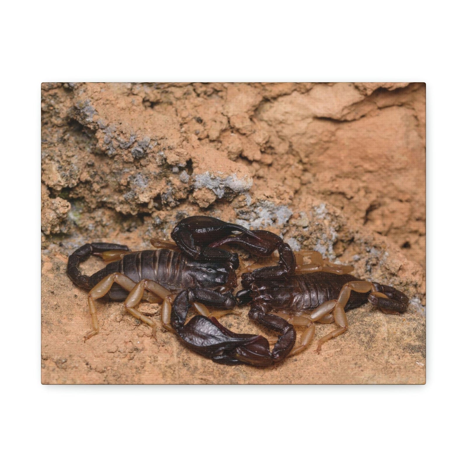 Scripture Walls Scorpion Couple Scorpion Couple Print Animal Wall Art Wildlife Canvas Prints Wall Art Ready to Hang Unframed-Express Your Love Gifts