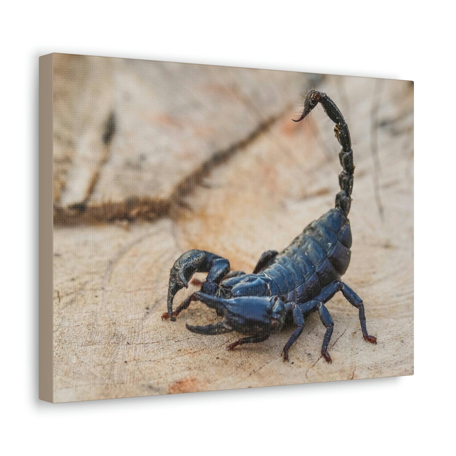 Scripture Walls Scorpion Hunting Scorpion on Hunt Print Animal Wall Art Wildlife Canvas Prints Wall Art Ready to Hang Unframed-Express Your Love Gifts