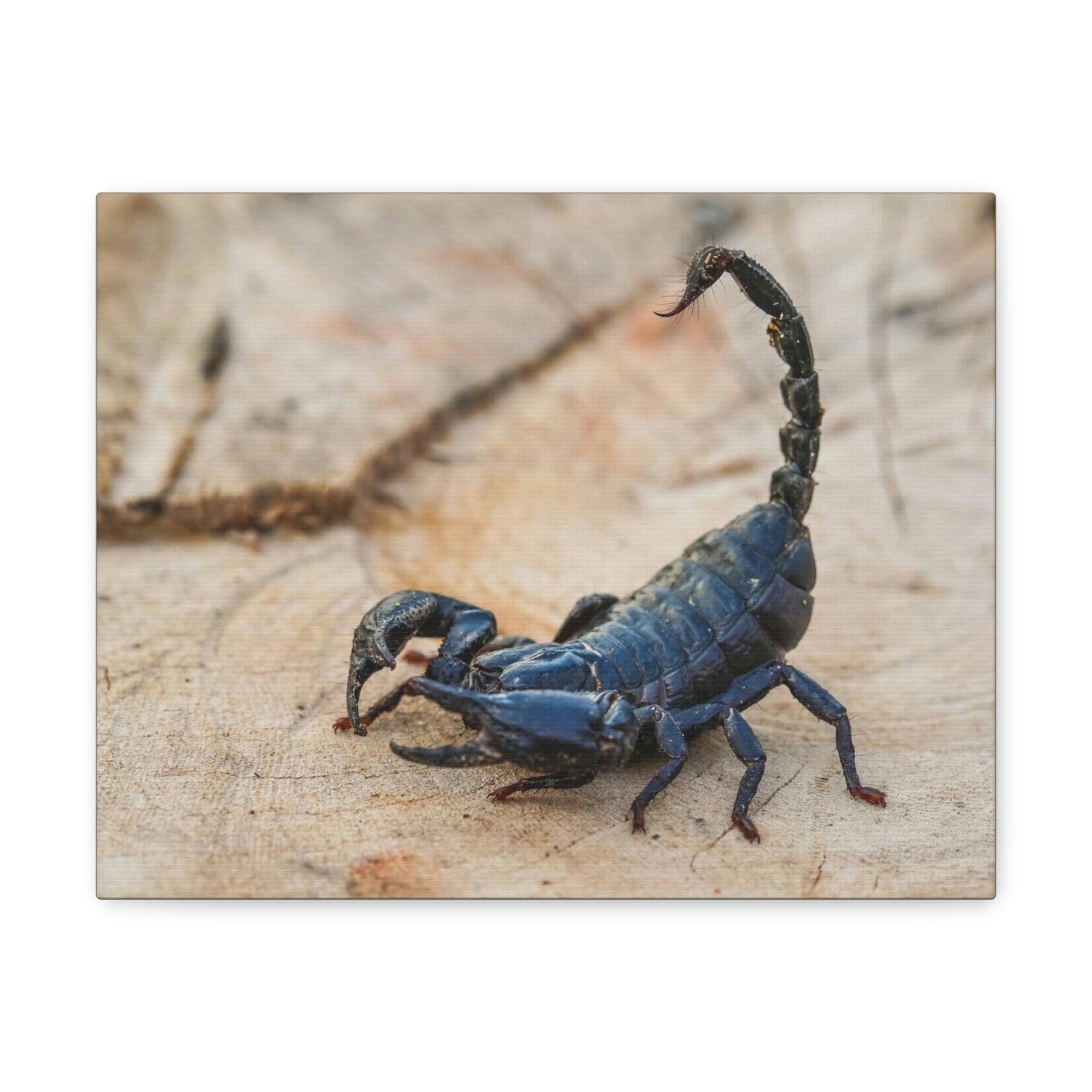 Scripture Walls Scorpion Hunting Scorpion on Hunt Print Animal Wall Art Wildlife Canvas Prints Wall Art Ready to Hang Unframed-Express Your Love Gifts