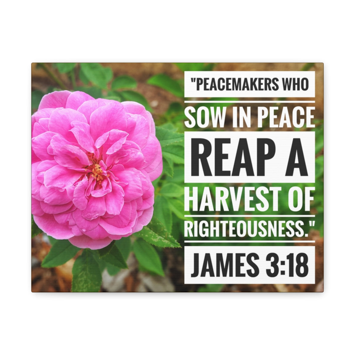 Scripture Walls Harvest Of Righteousness James 3:18 Bible Verse Canvas Christian Wall Art Bible Verse Print Ready To Hang Unframed-Express Your Love Gifts