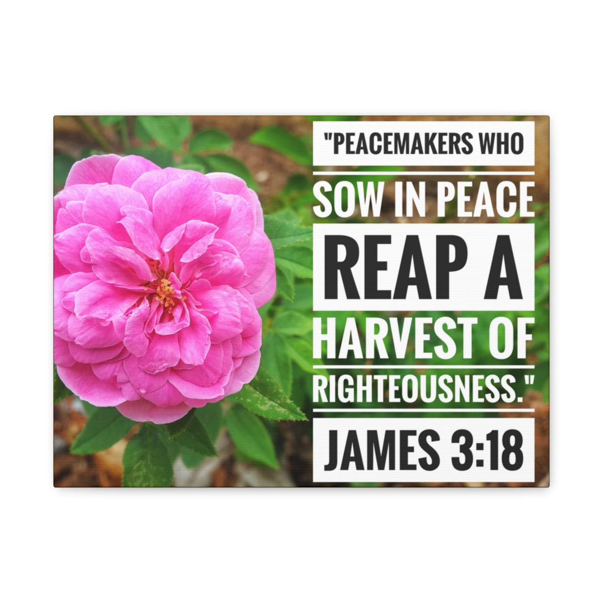 Scripture Walls Harvest Of Righteousness James 3:18 Bible Verse Canvas Christian Wall Art Bible Verse Print Ready To Hang Unframed-Express Your Love Gifts