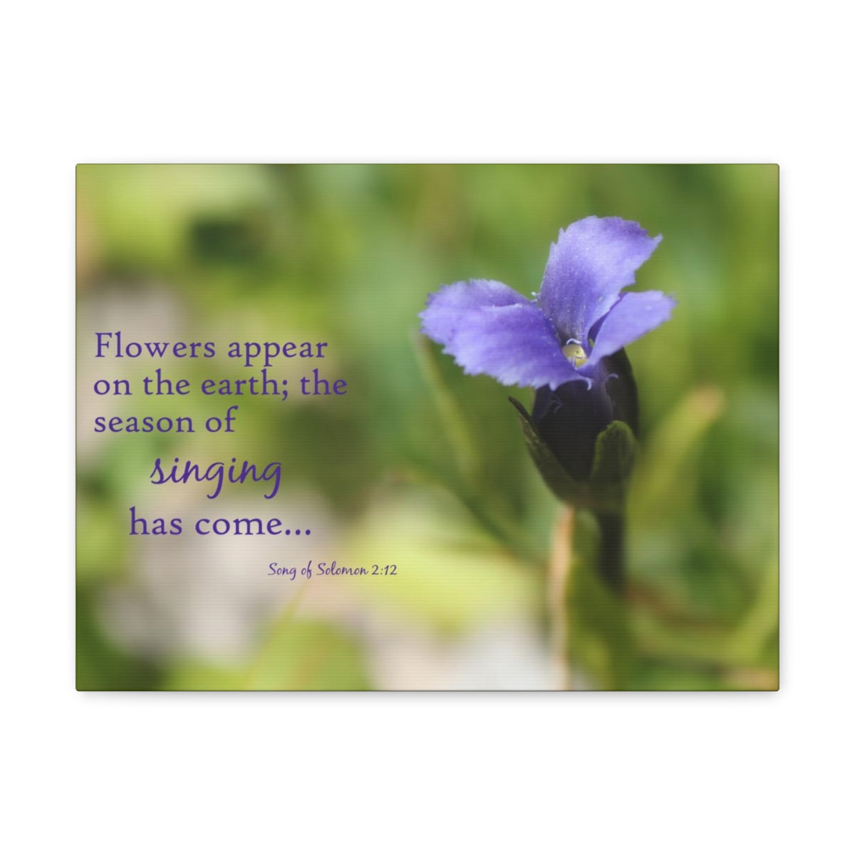 Scripture Walls Season Of Singing Song Of Solomon 2:12 Bible Verse Canvas Christian Wall Art Bible Verse Print Ready To Hang Unframed-Express Your Love Gifts