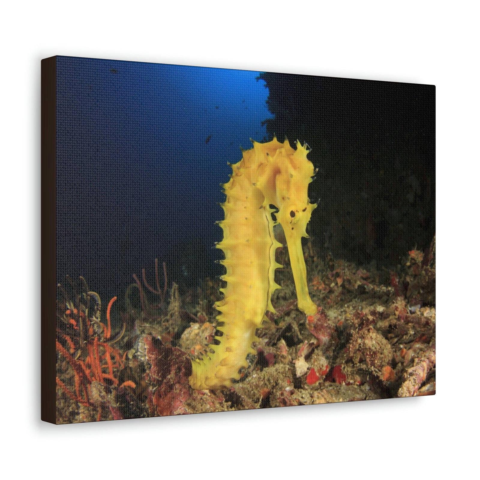 Scripture Walls Seahorse Hunting Seahorse on Hunt Print Animal Wall Art Wildlife Canvas Prints Wall Art Ready to Hang Unframed-Express Your Love Gifts