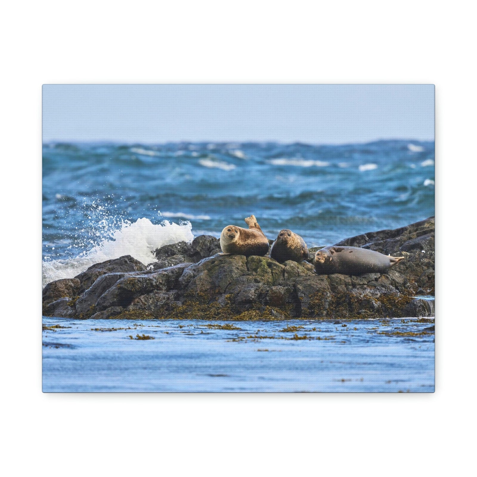 Seal Group Chilling on the Coastline Wall Art Wildlife Canvas Prints Wall Art Ready to Hang Unframed-Express Your Love Gifts