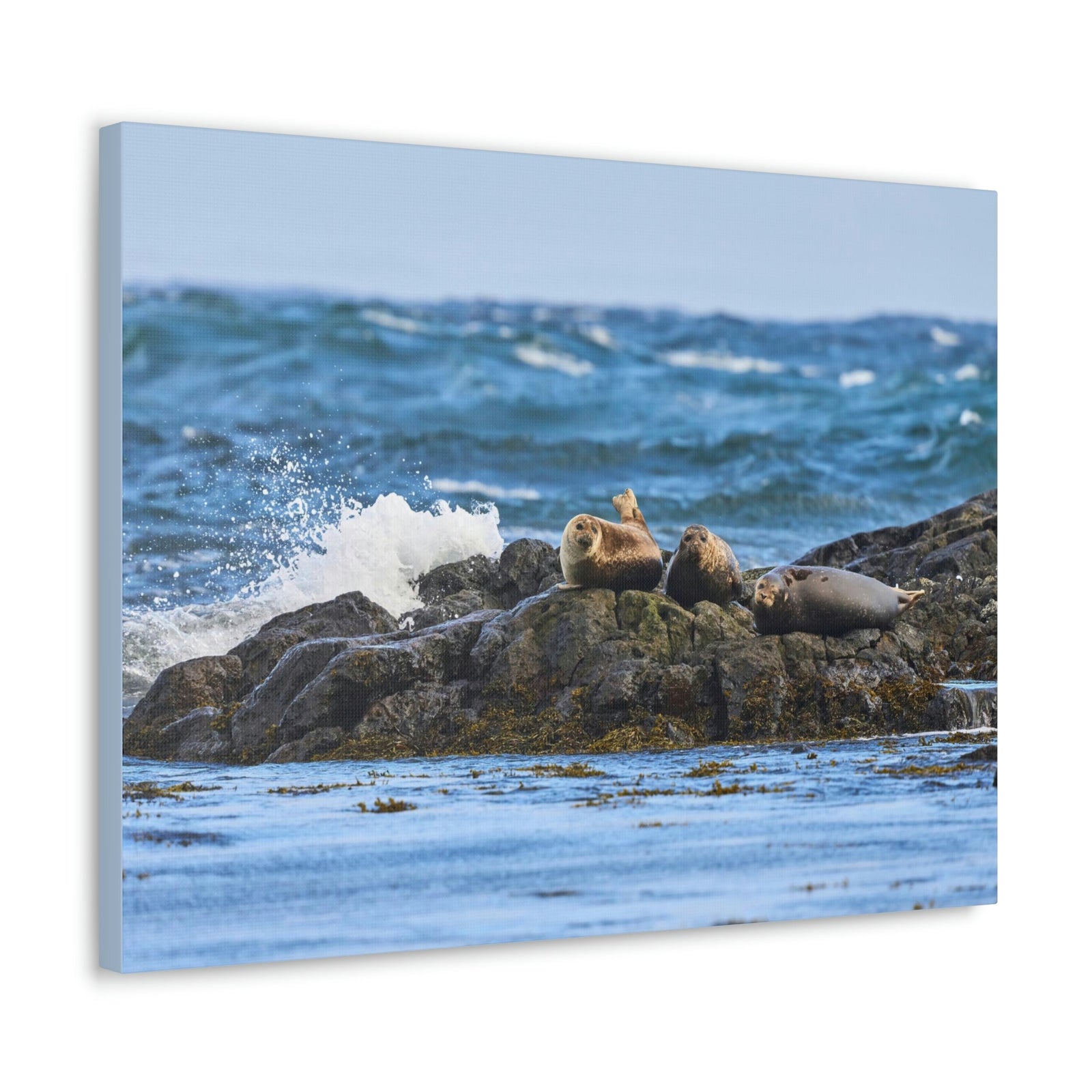 Seal Group Chilling on the Coastline Wall Art Wildlife Canvas Prints Wall Art Ready to Hang Unframed-Express Your Love Gifts