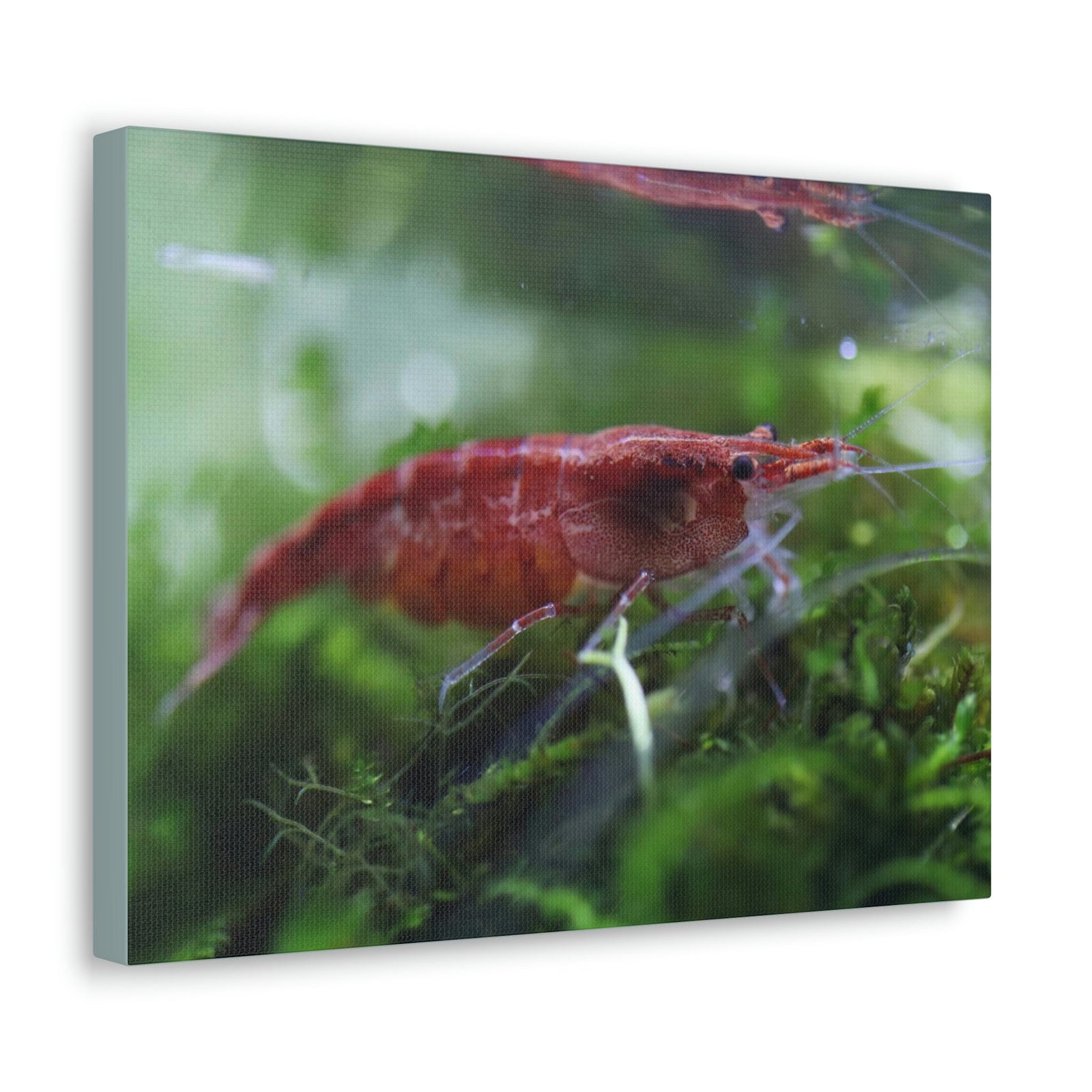Scripture Walls Shrimp Hunting Shrimp on Hunt Print Animal Wall Art Wildlife Canvas Prints Wall Art Ready to Hang Unframed-Express Your Love Gifts